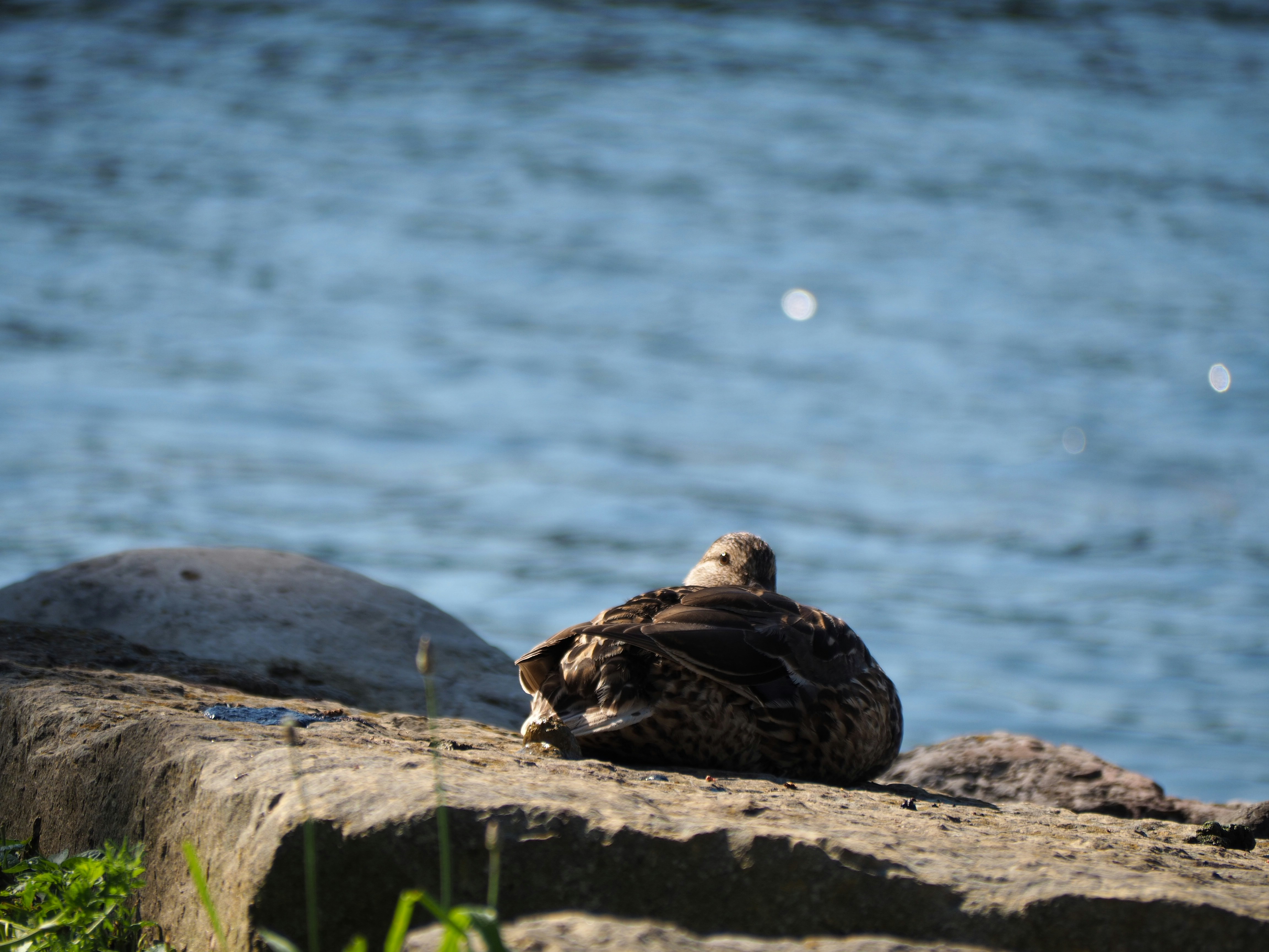 Photo by muscateer777