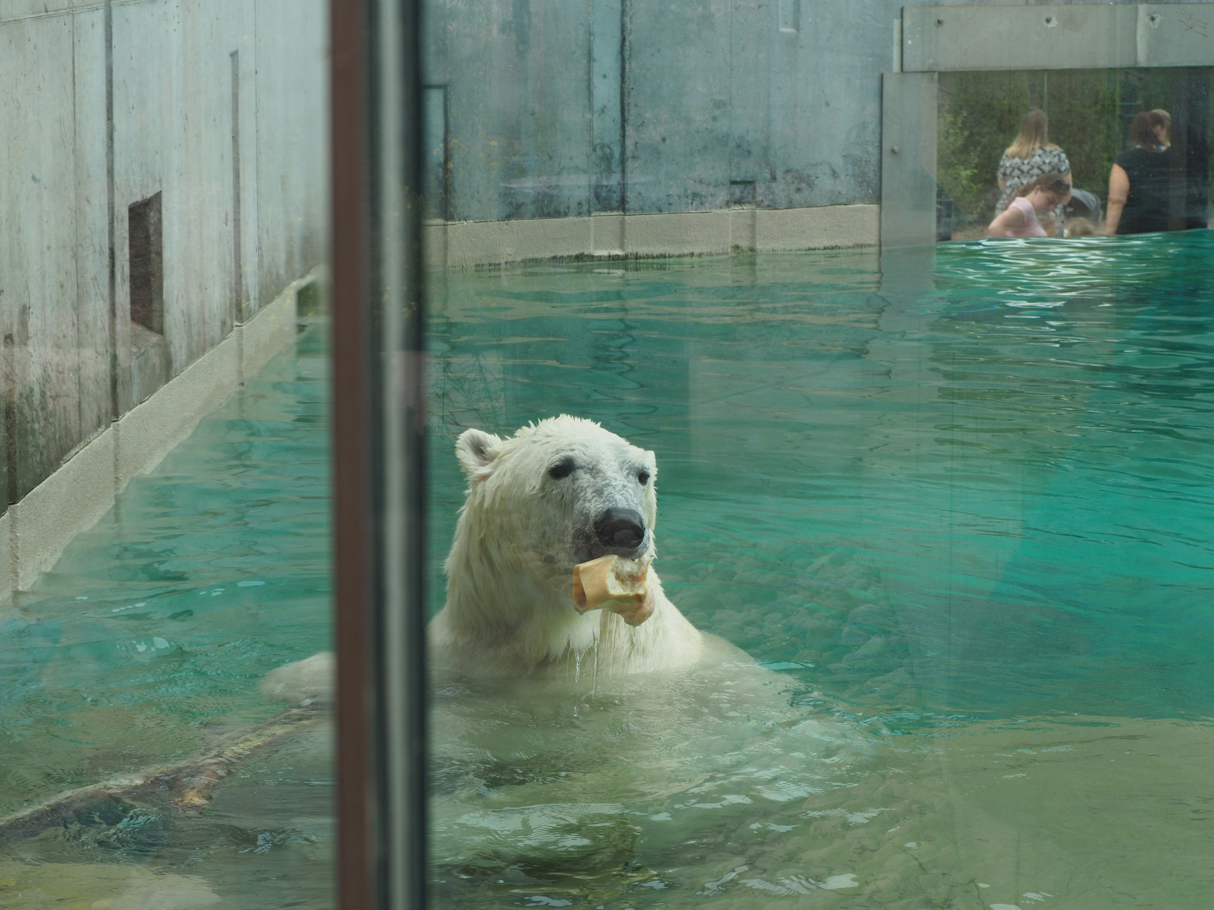 Photo by muscateer777