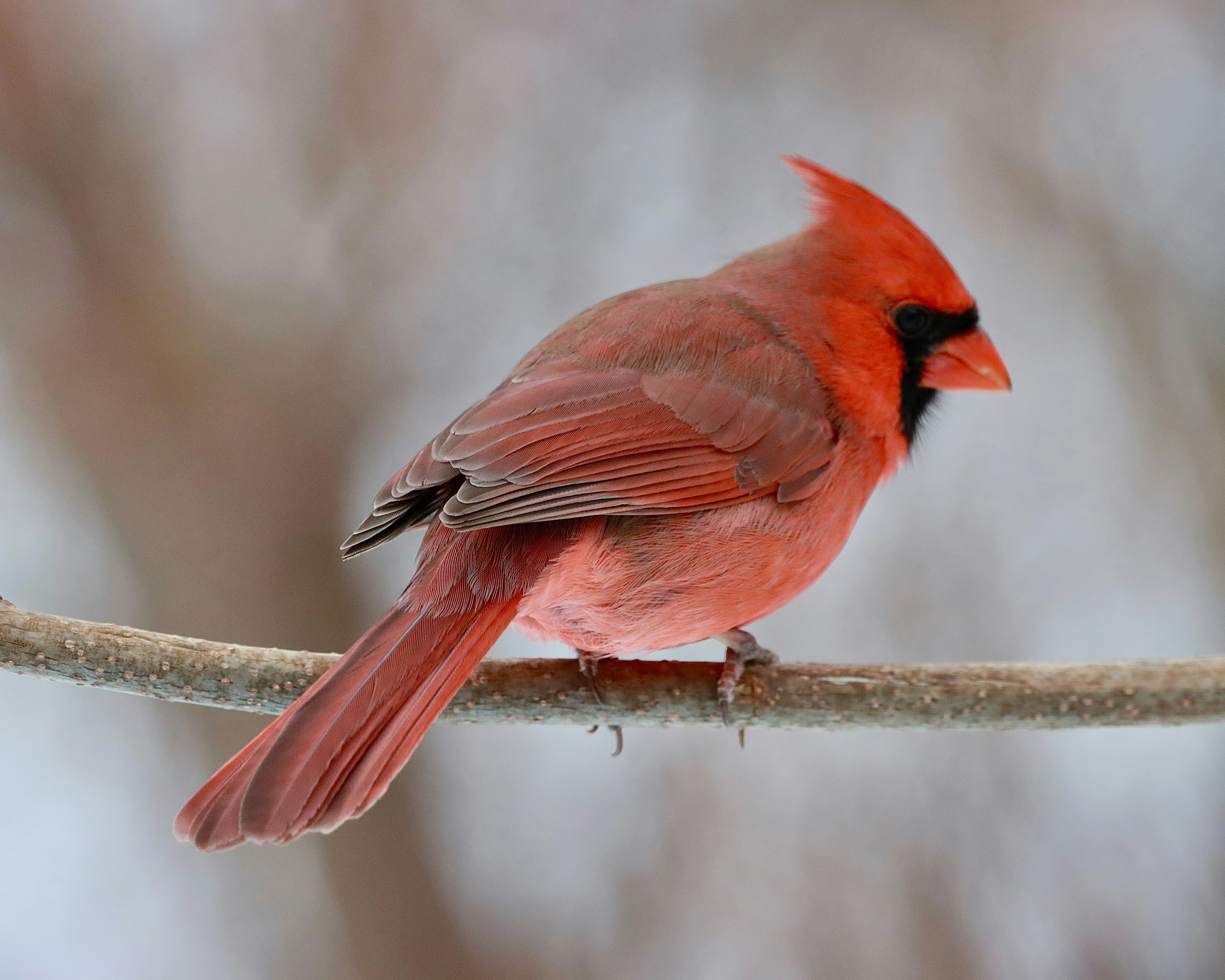 Photo by stephgibeaultart