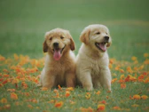 Two golden retriever puppies sitting in grass with flowers