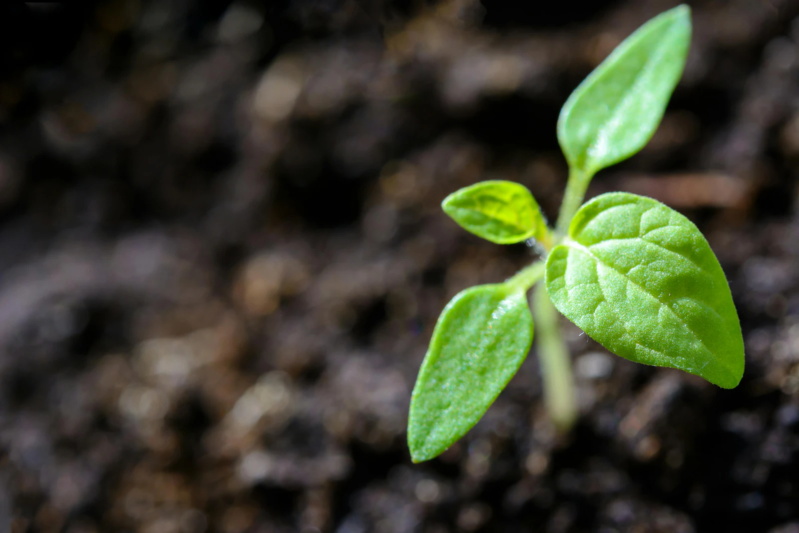 Seedling in soil