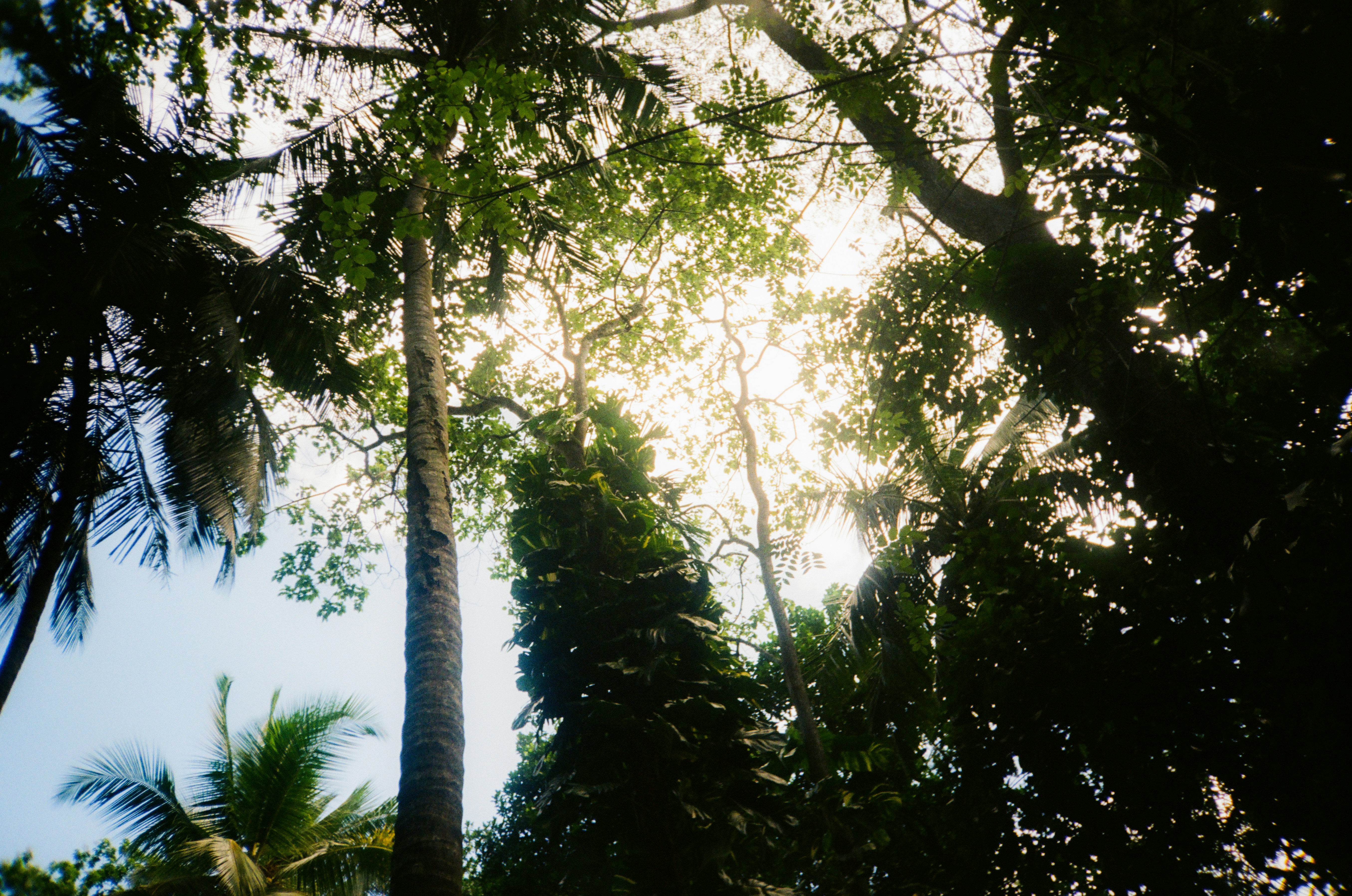 Sonnenlicht, das durch das üppig grüne Blätterdach des Waldes fällt.