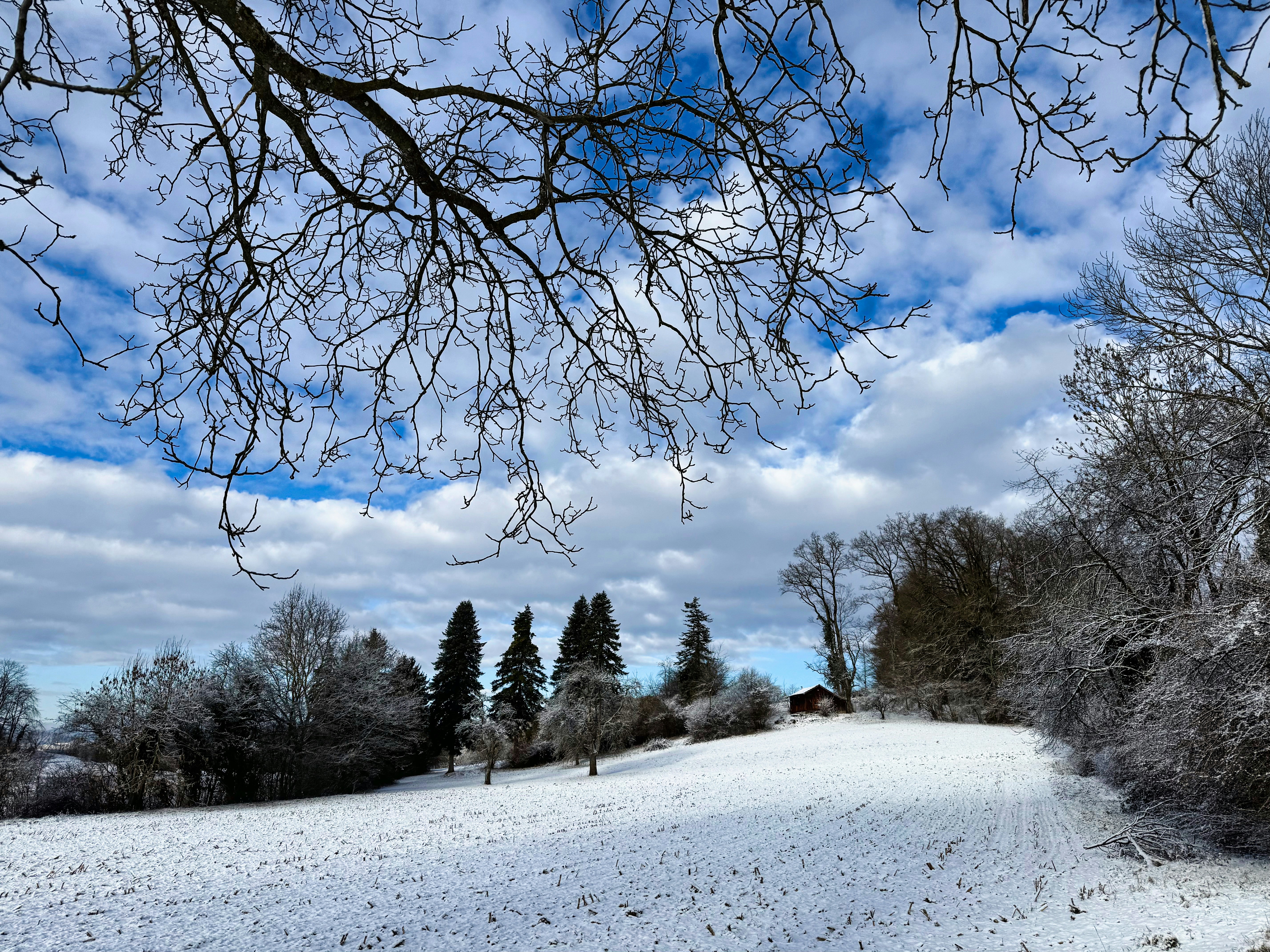 Champ enneigé avec des arbres sous un ciel bleu nuageux
