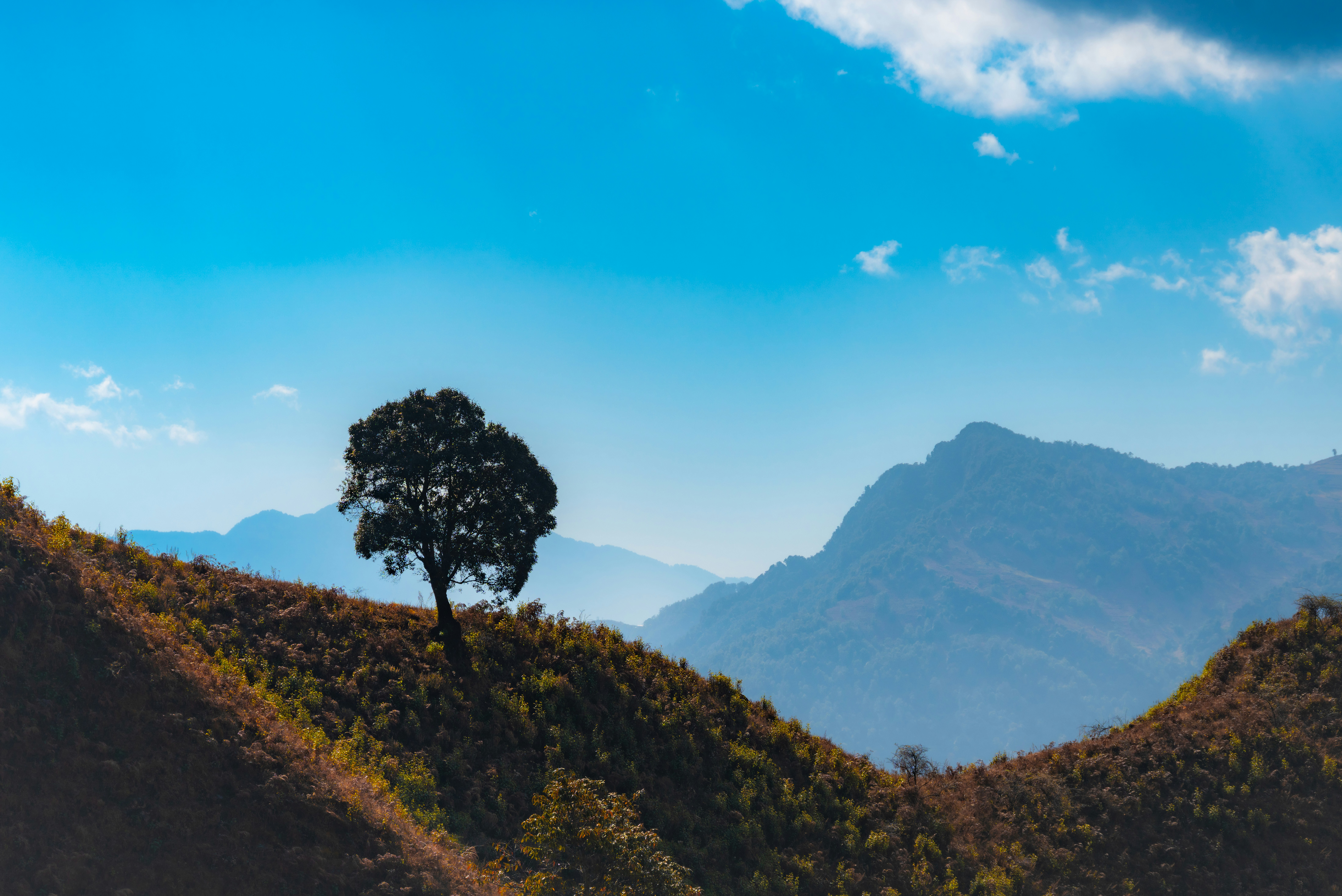 Lone tree on a grassy hill with mountains behind