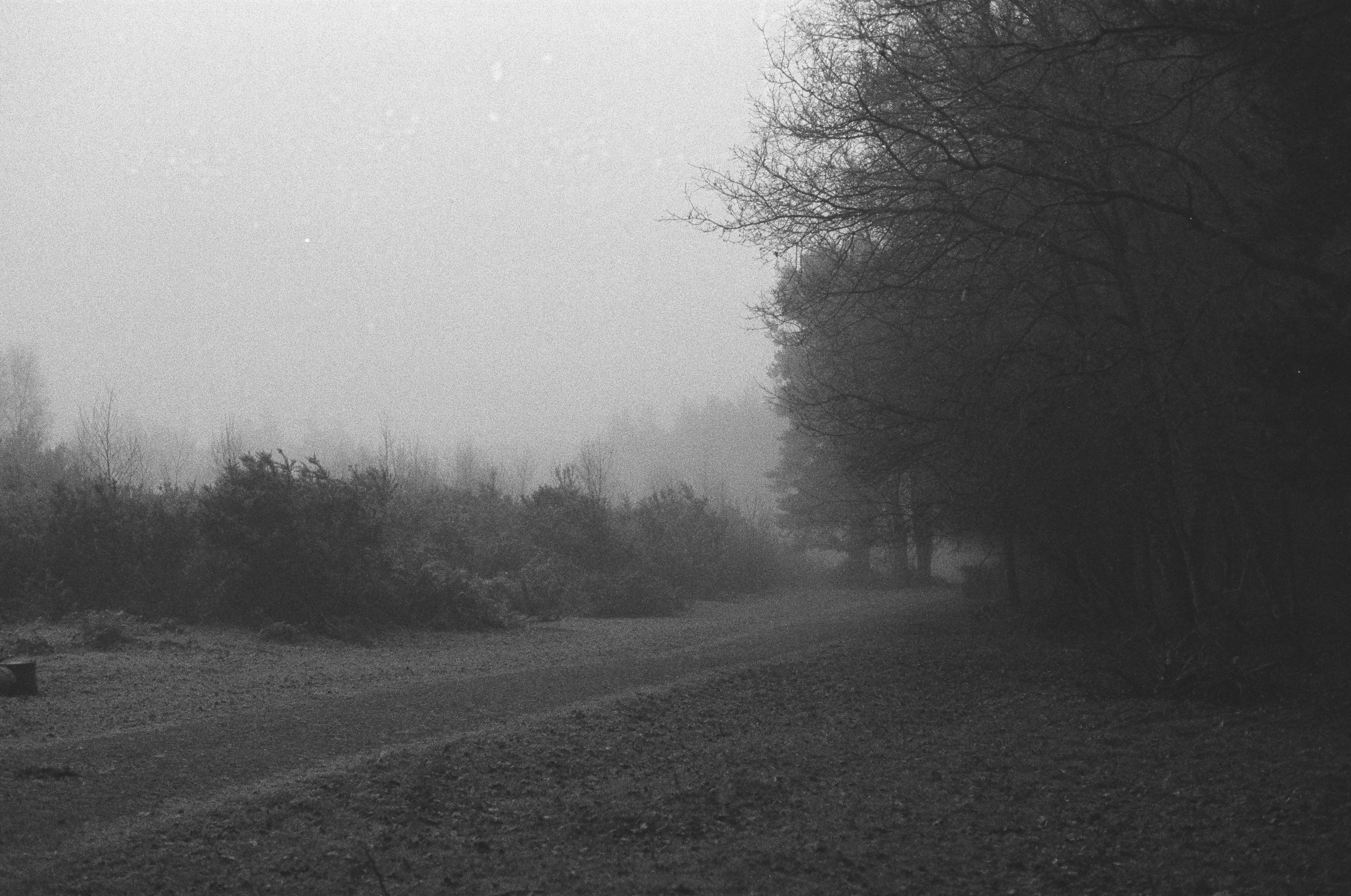 Trilha de floresta enevoada com árvores e arbustos nus foto – Imagem grátis  sobre Floresta escura na Unsplash, image size:3000x1989