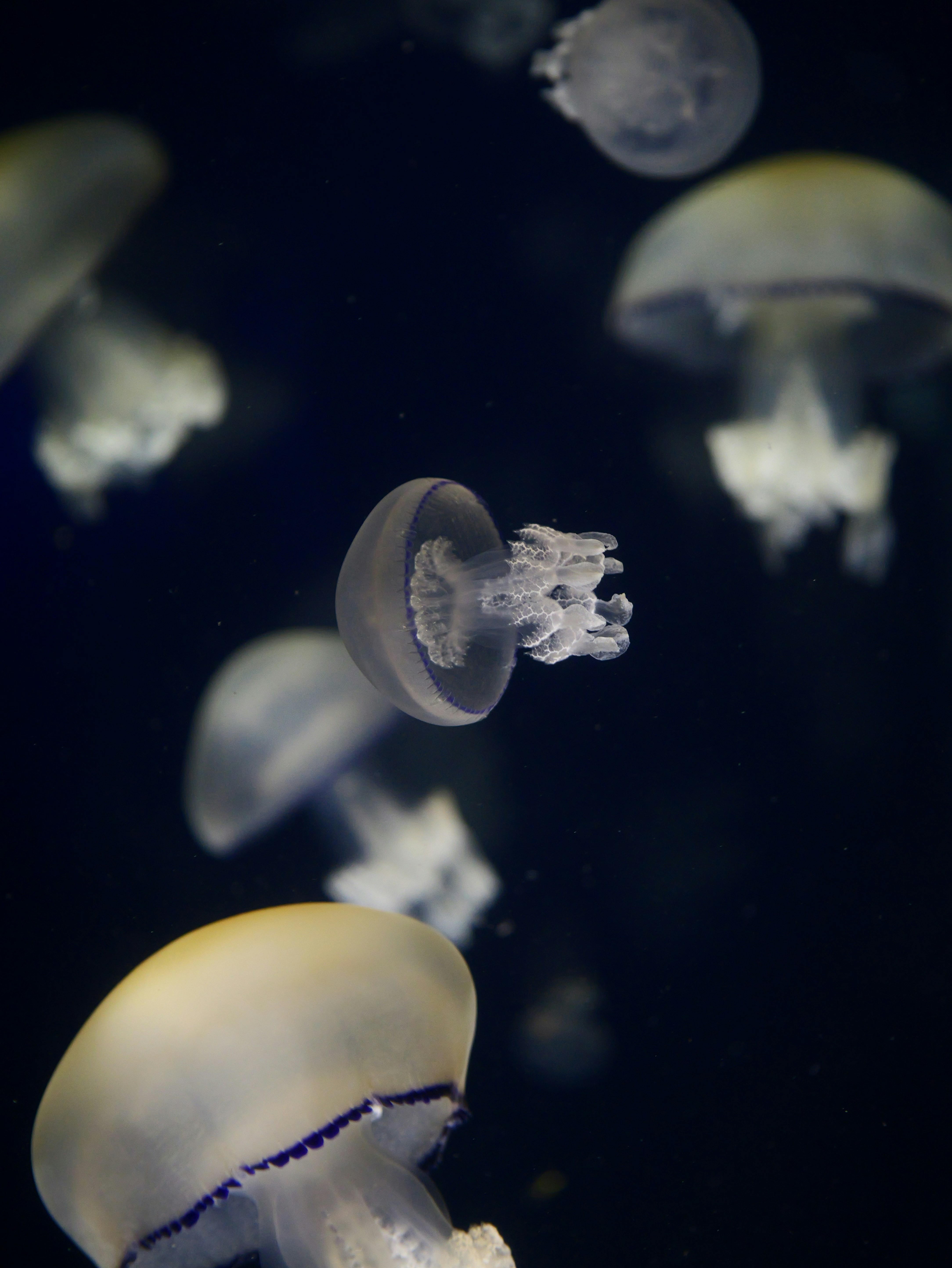 Photo by nimbus_vulpis