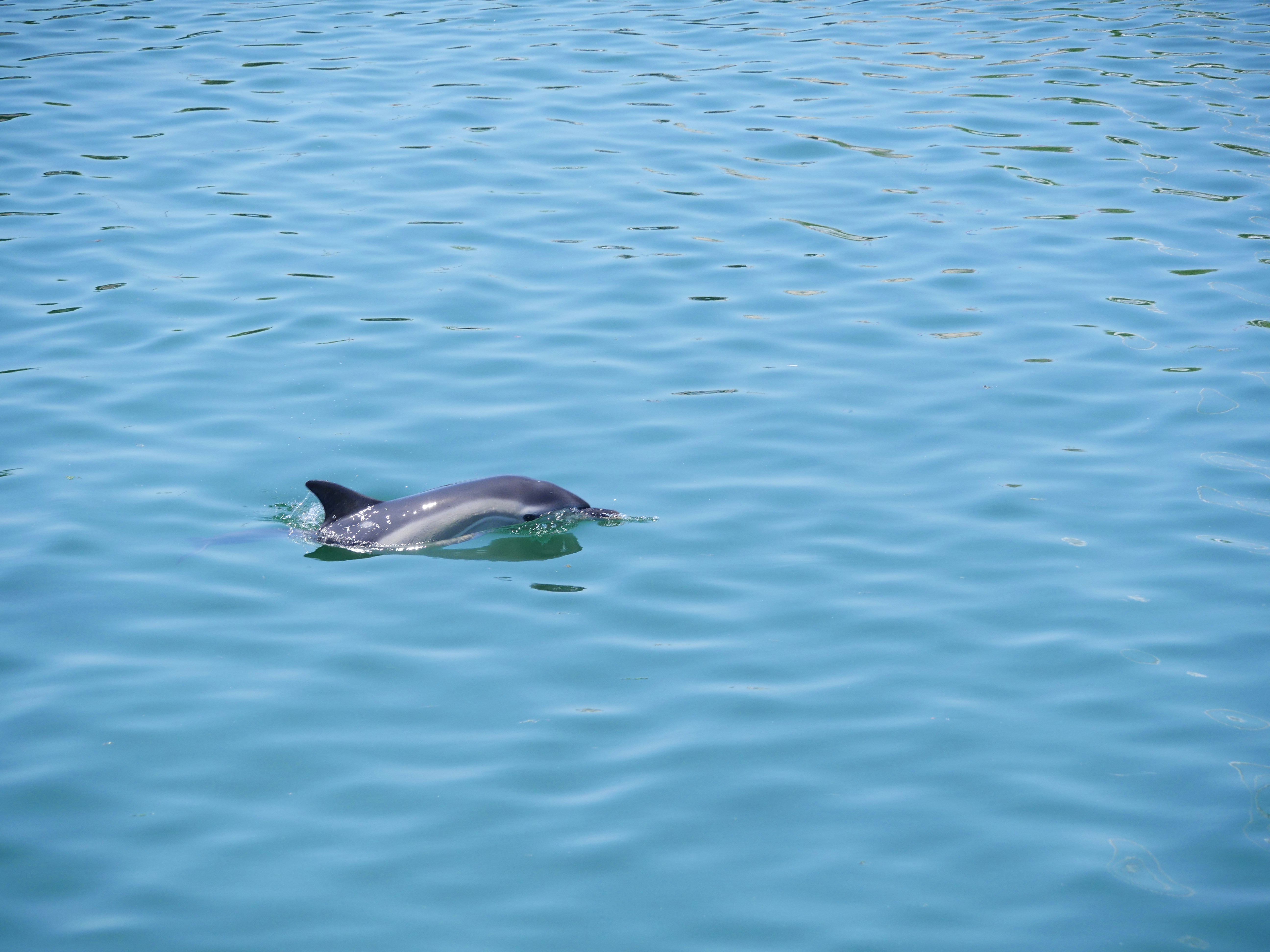 Photo by nimbus_vulpis