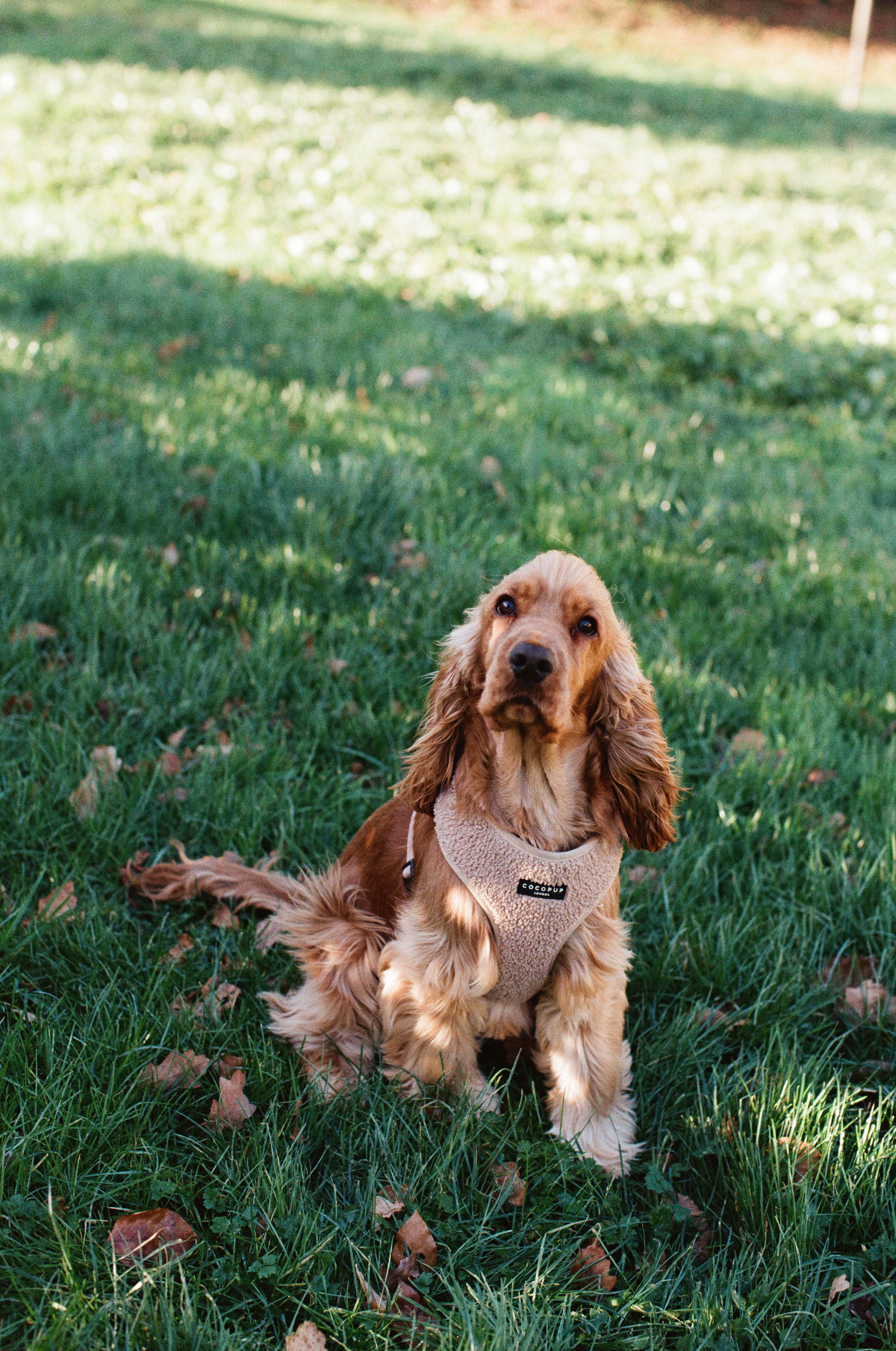 pet portrait display