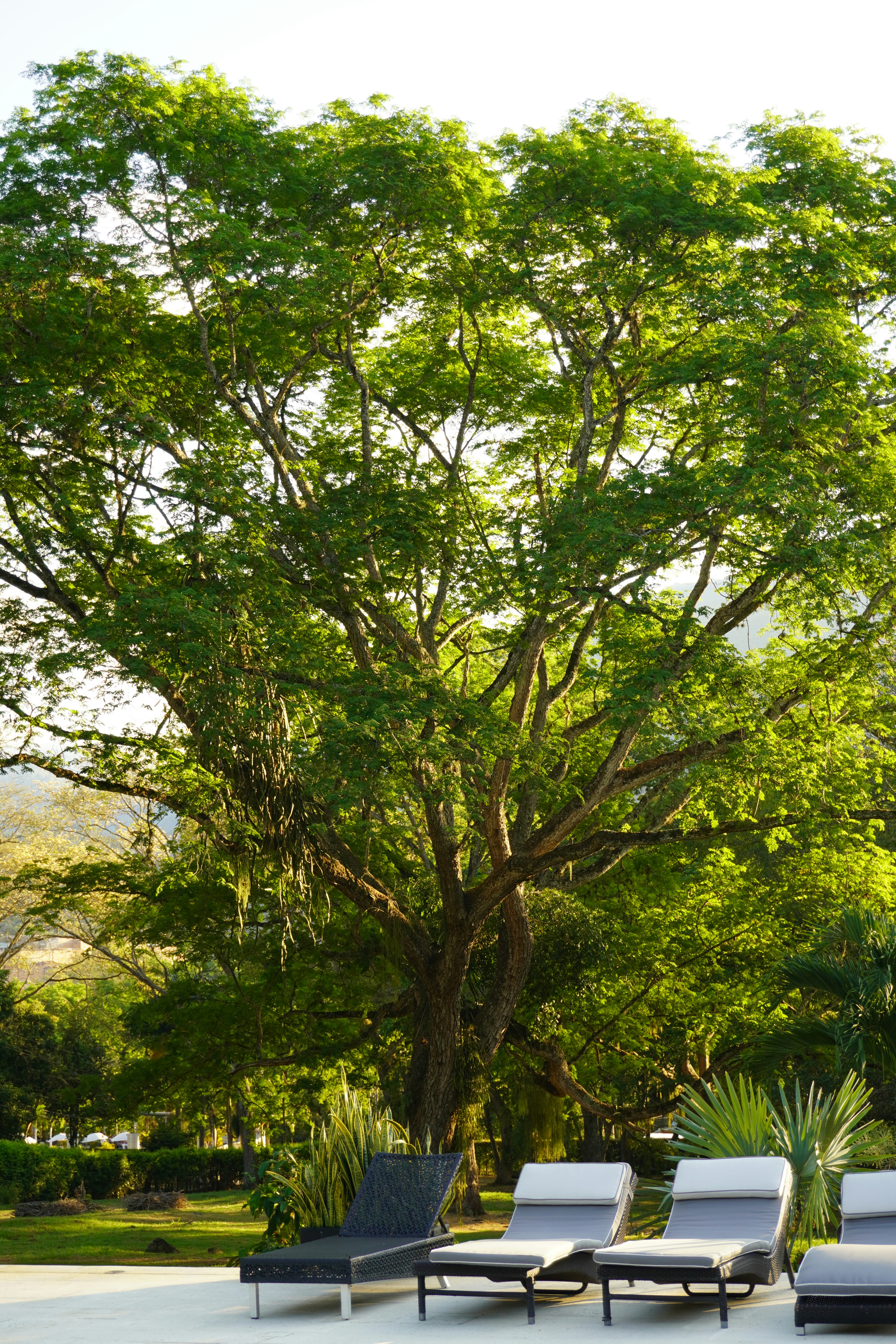 Lush green tree with lounge chairs by pool.