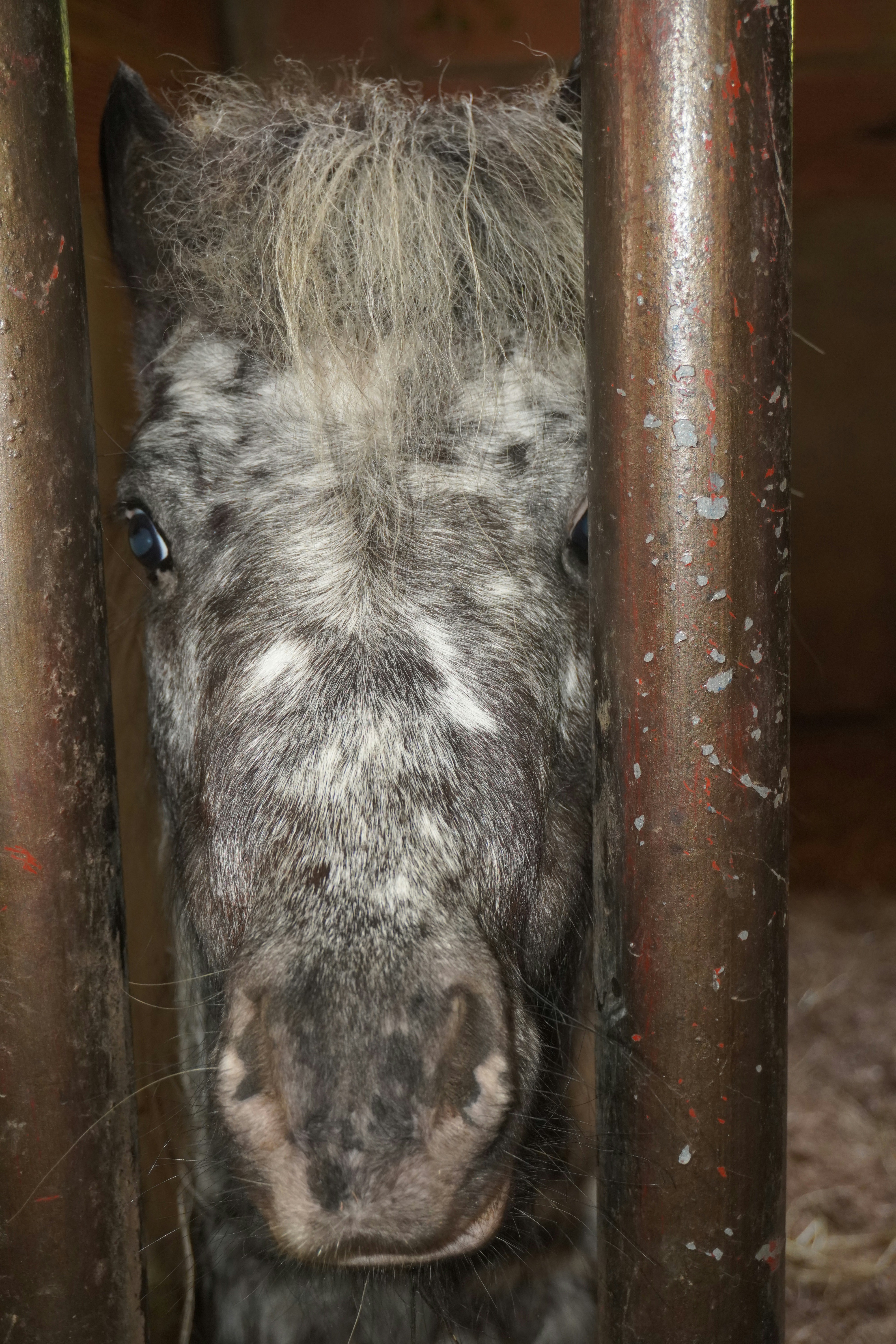 A close-up of a grey spotted pony's face.