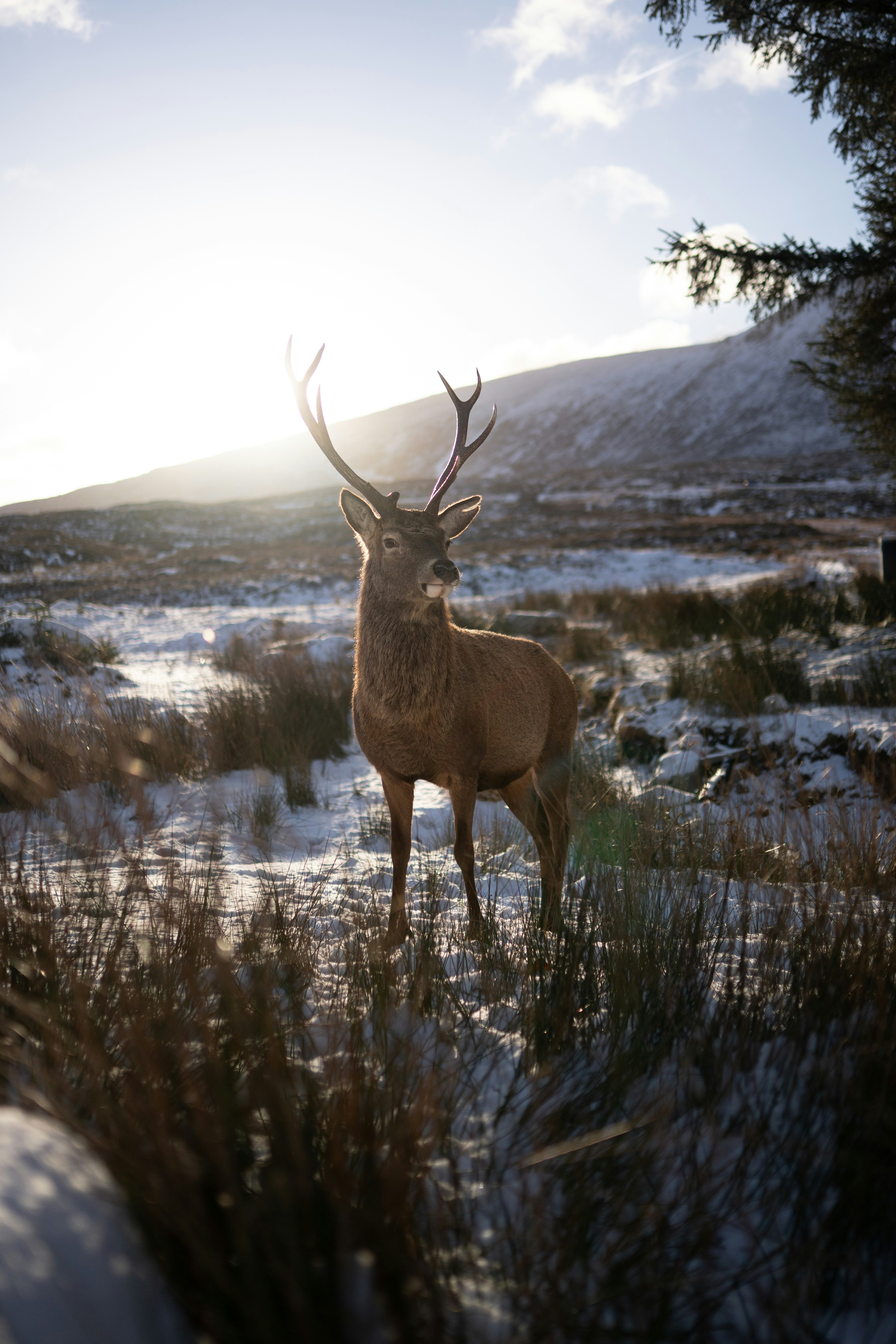 Majestic stag stands in snowy winter landscape with sun.