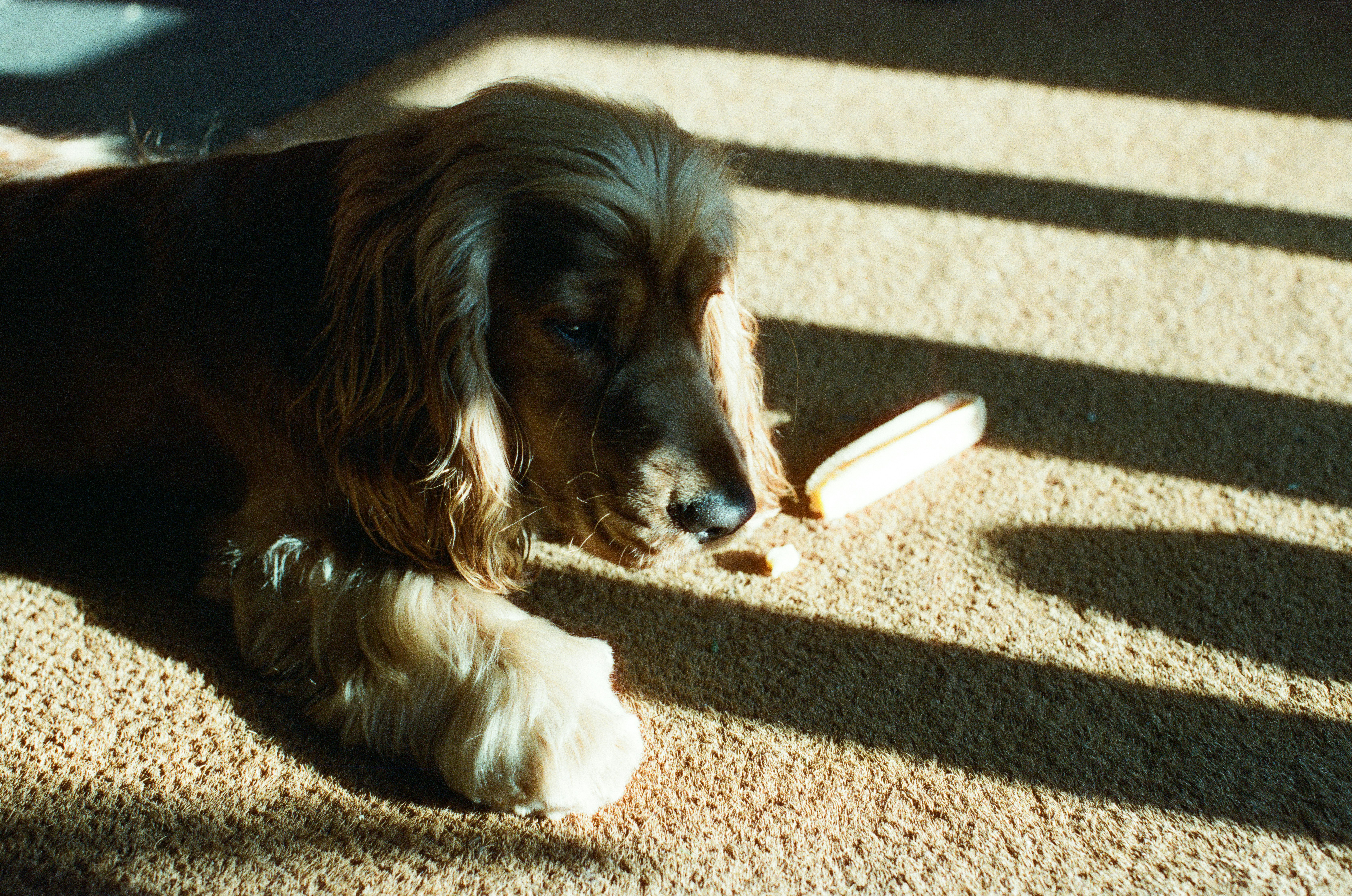 A dog rests on a carpet with sunlight shadows.