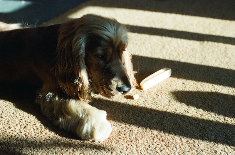 Dog resting indoors with soft sunlight