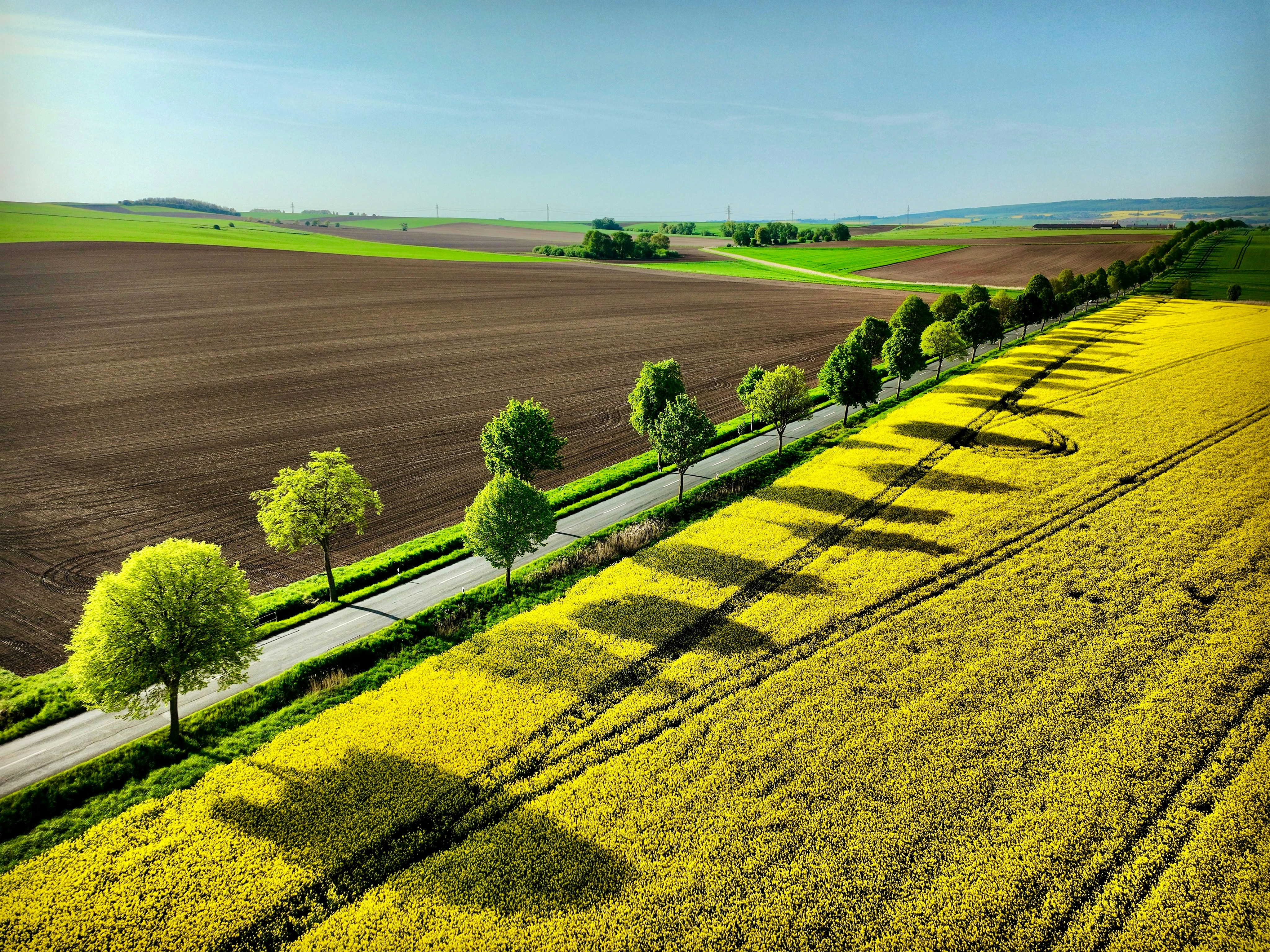 A road lined with trees through yellow and brown fields