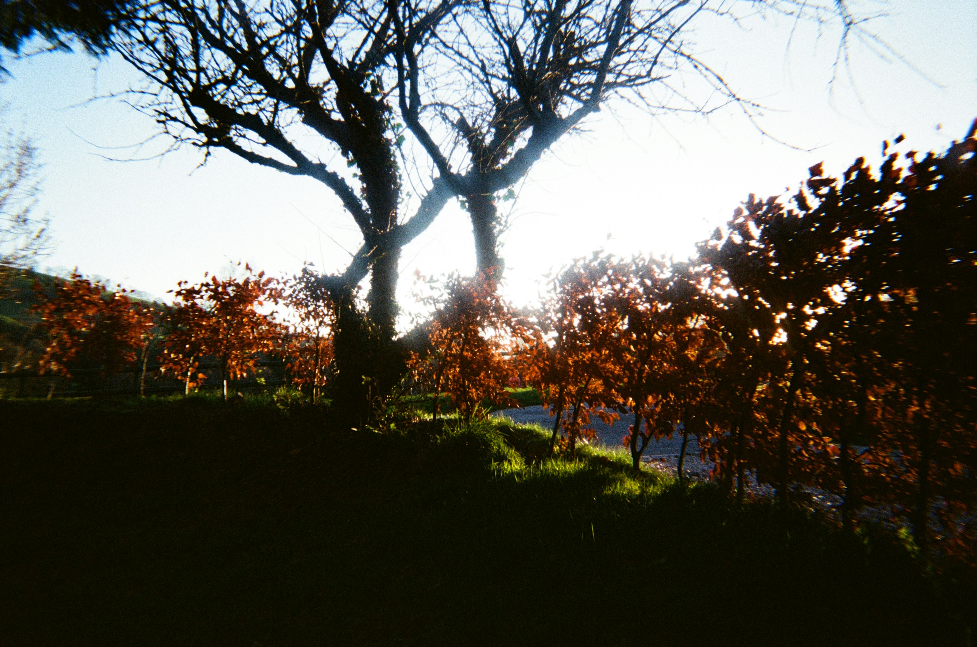 Bare trees and autumn foliage at sunset