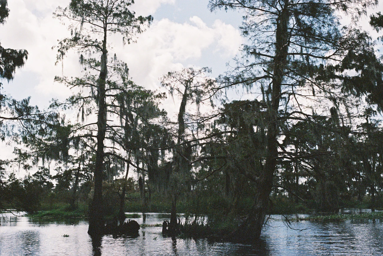 Couples stroll beneath towering Louisiana cypress trees draped with Spanish moss