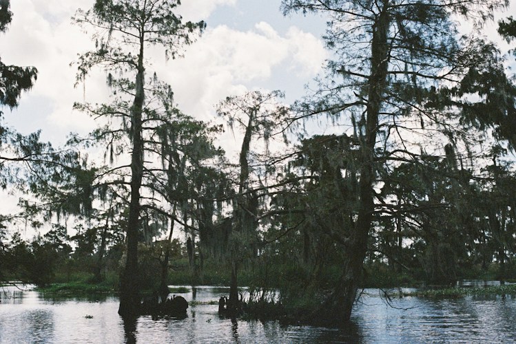 Okefenokee Swamp: Georgia's Vast Wetland Wilderness