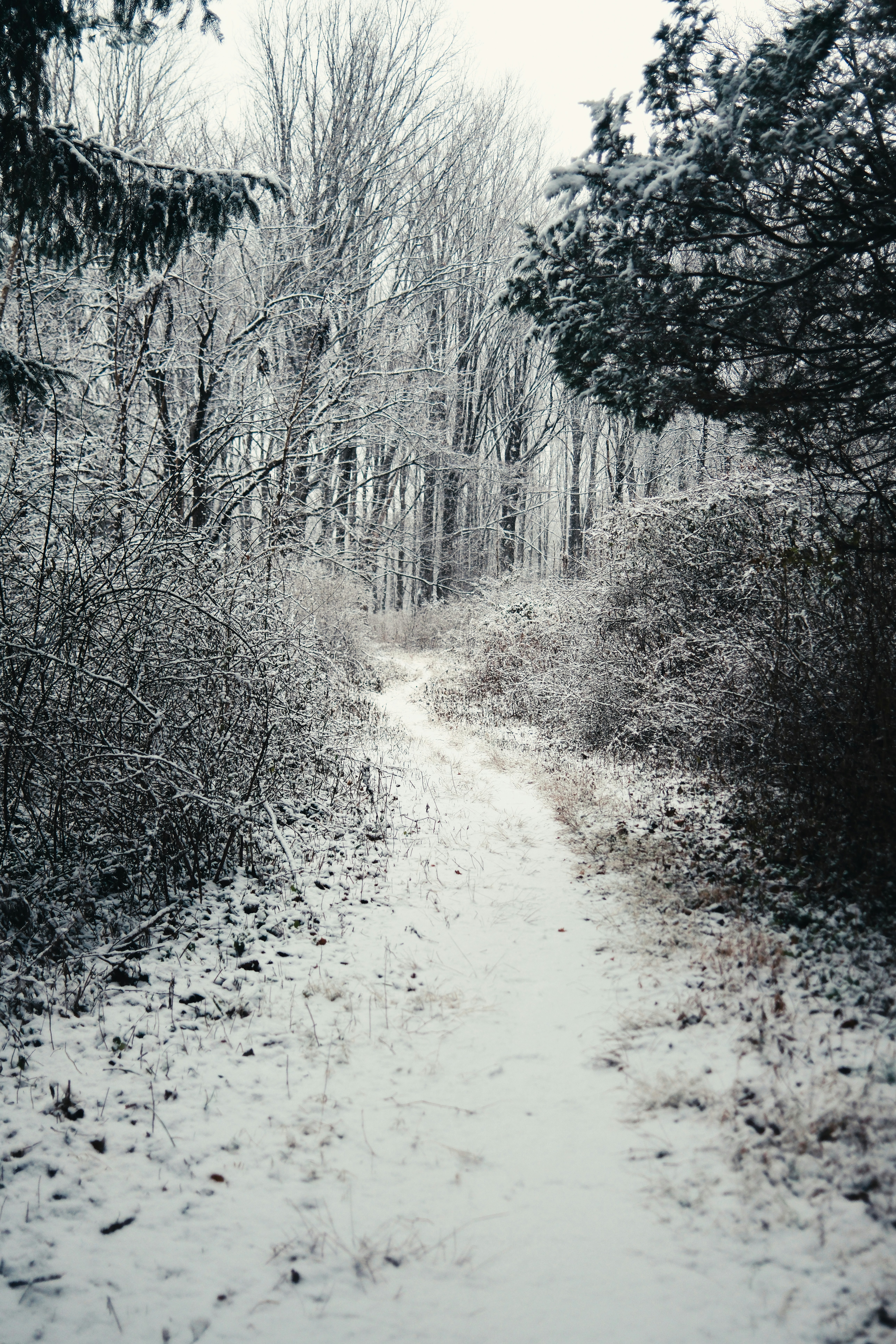 Snowy path through a bare winter forest