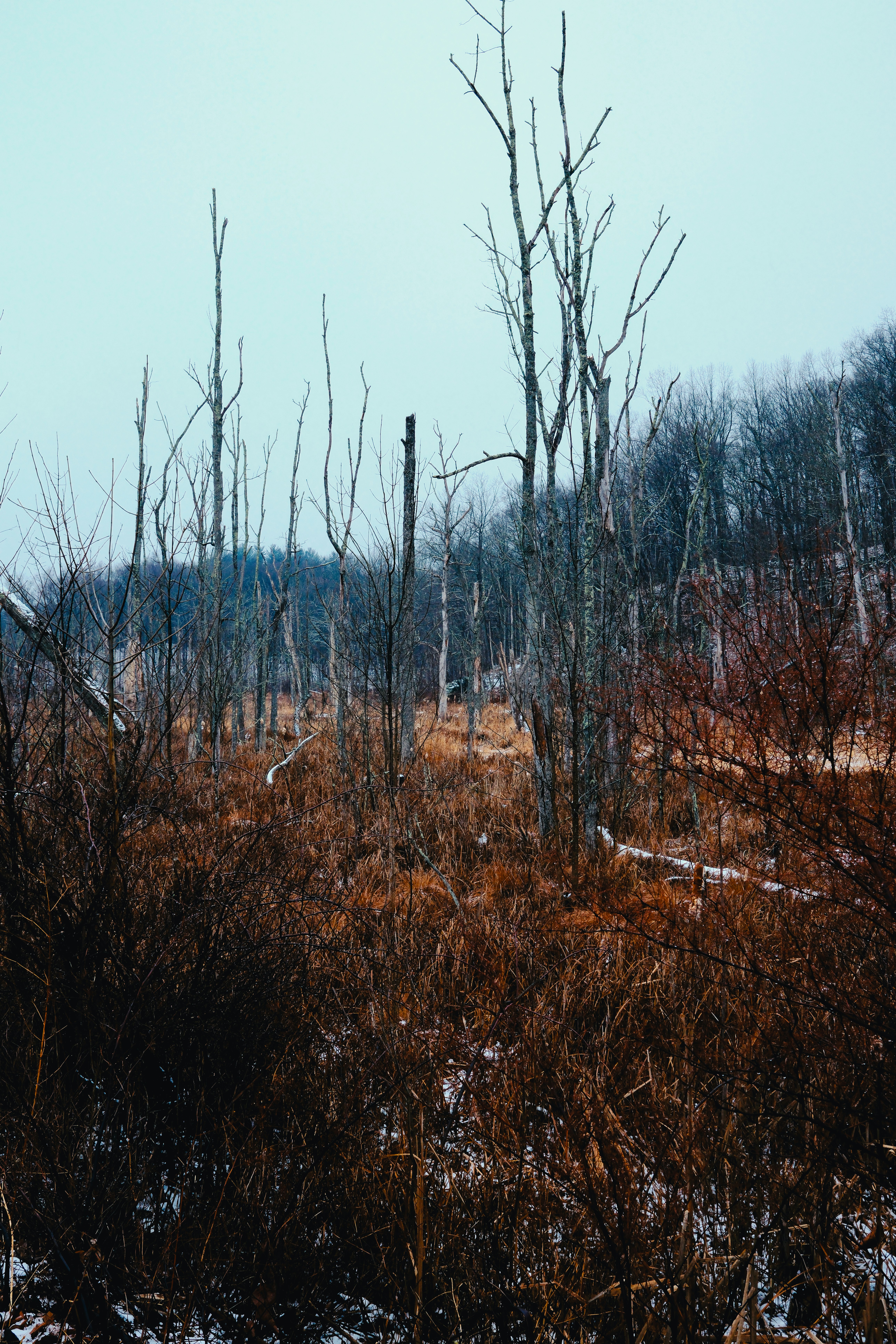 Bare trees in a desolate winter landscape
