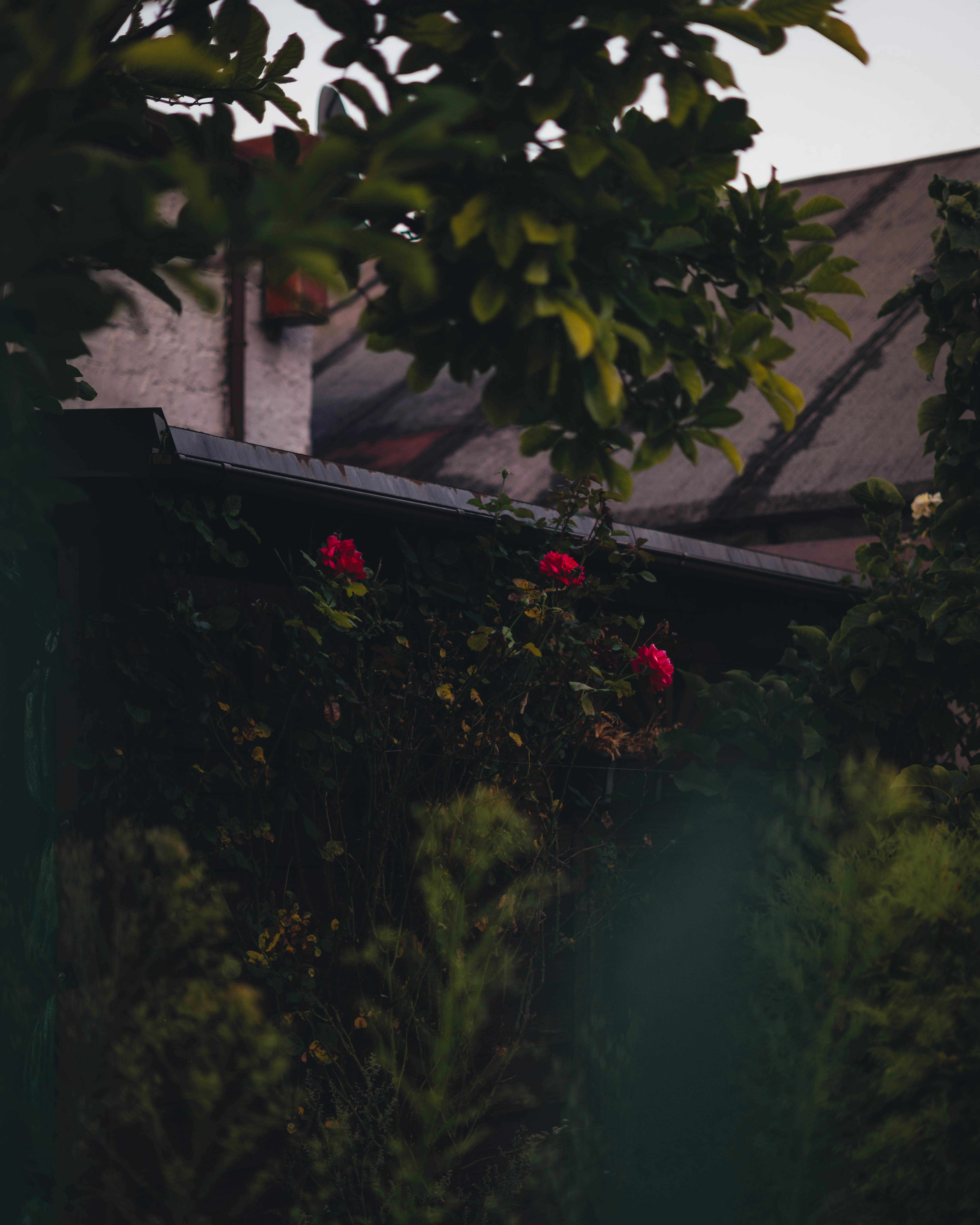 Red roses bloom on a vine over a dark hedge.