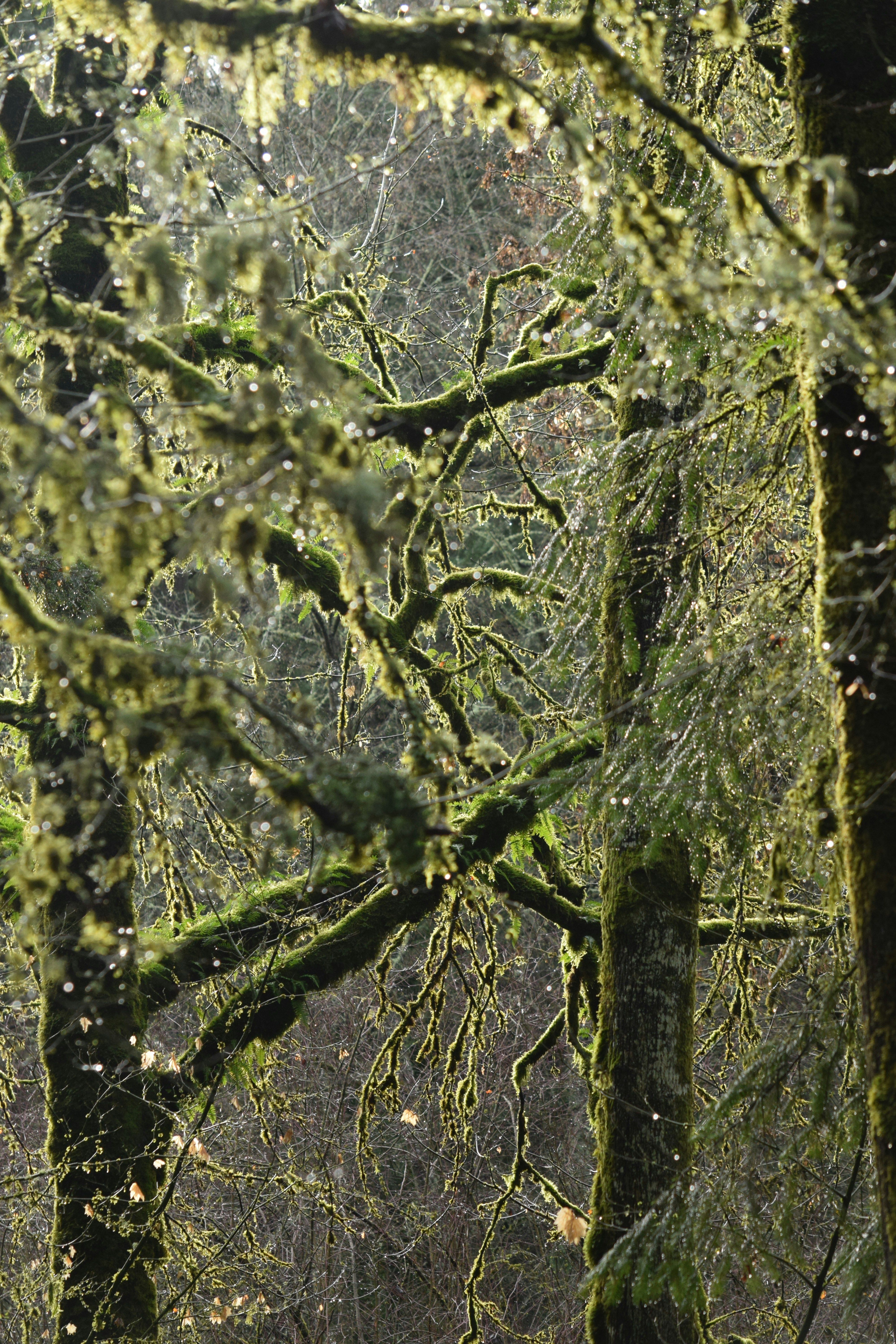 Moss-covered branches in a sunlit forest