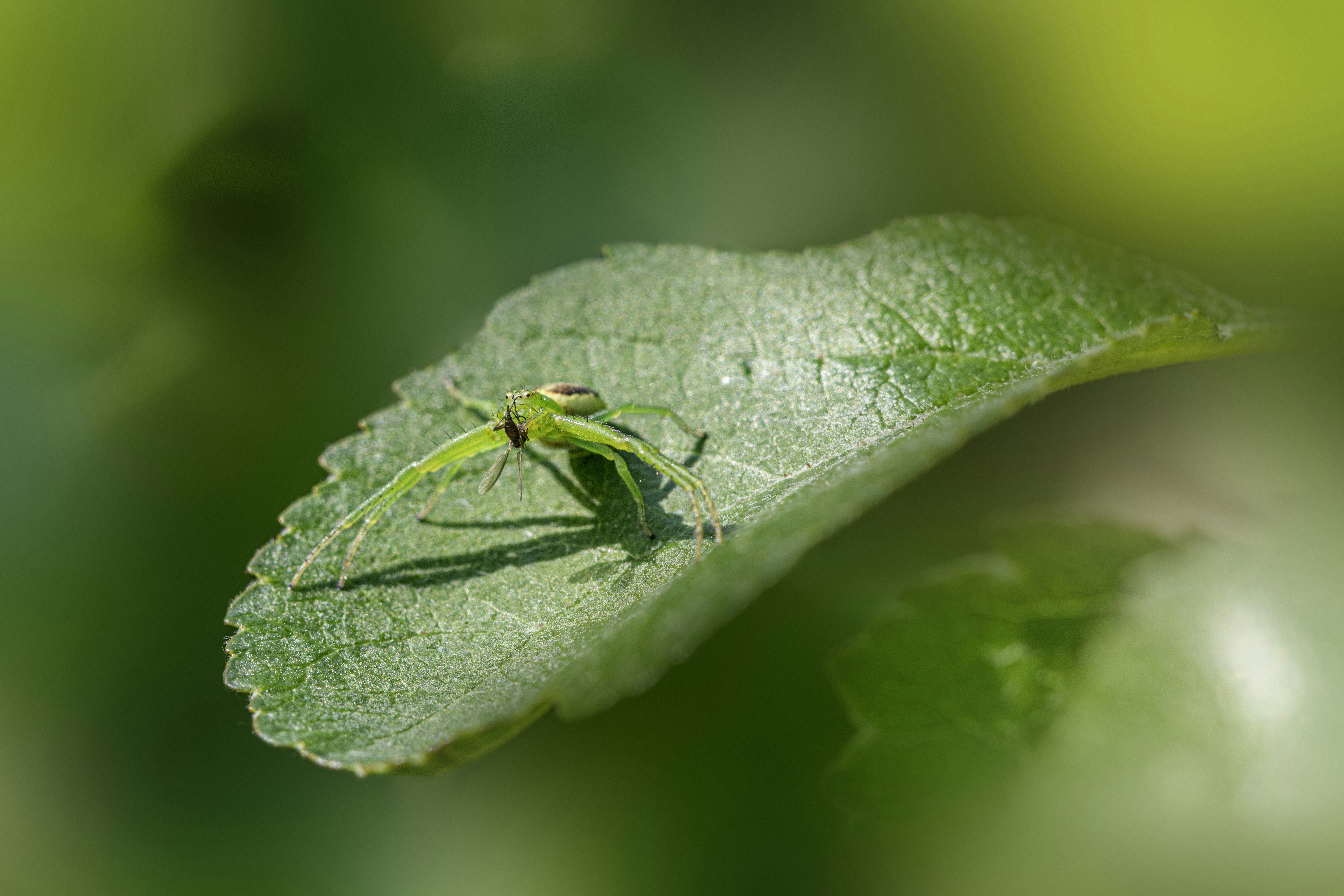 A green spider rests on a leaf.