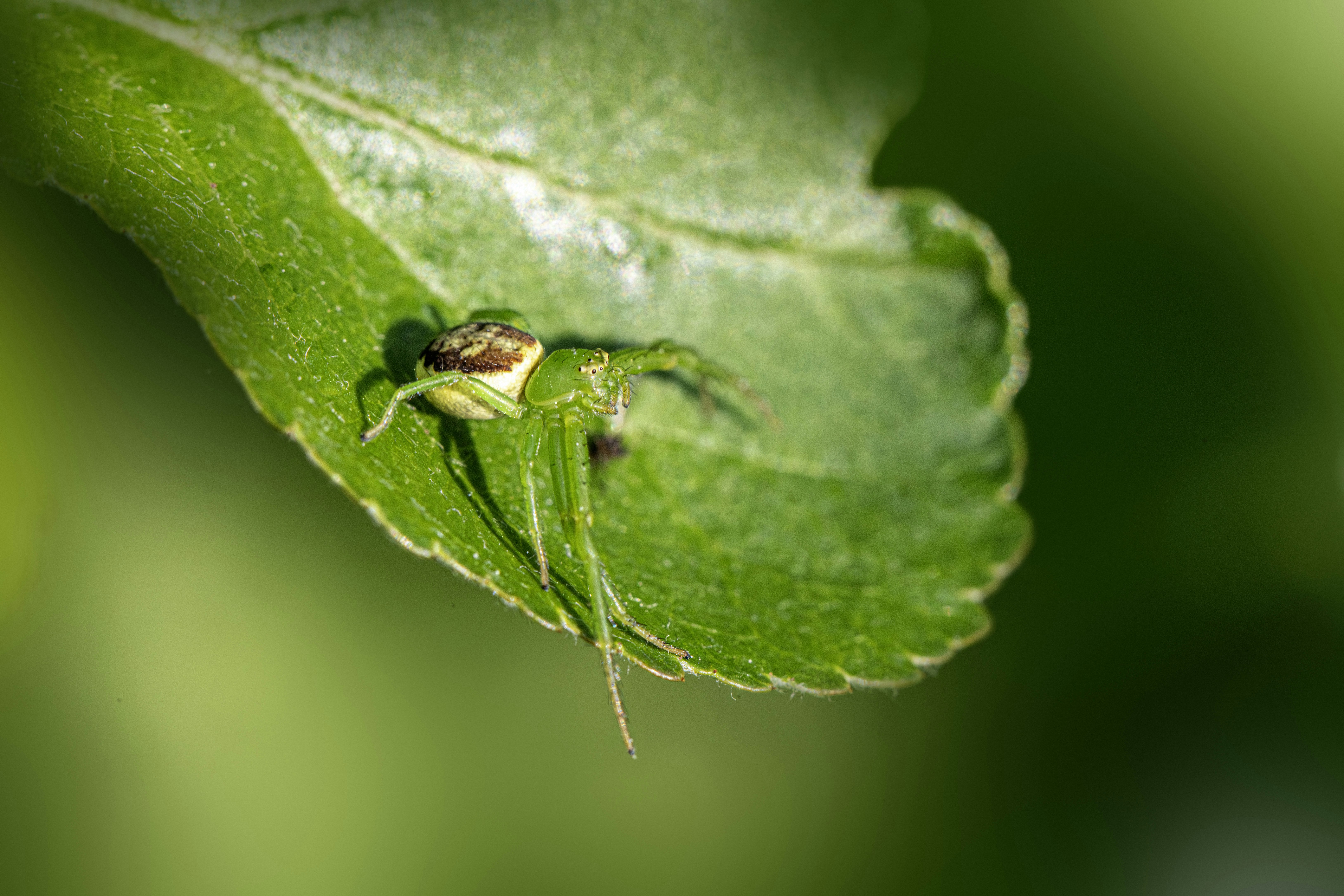 A green insect rests on a vibrant green leaf.