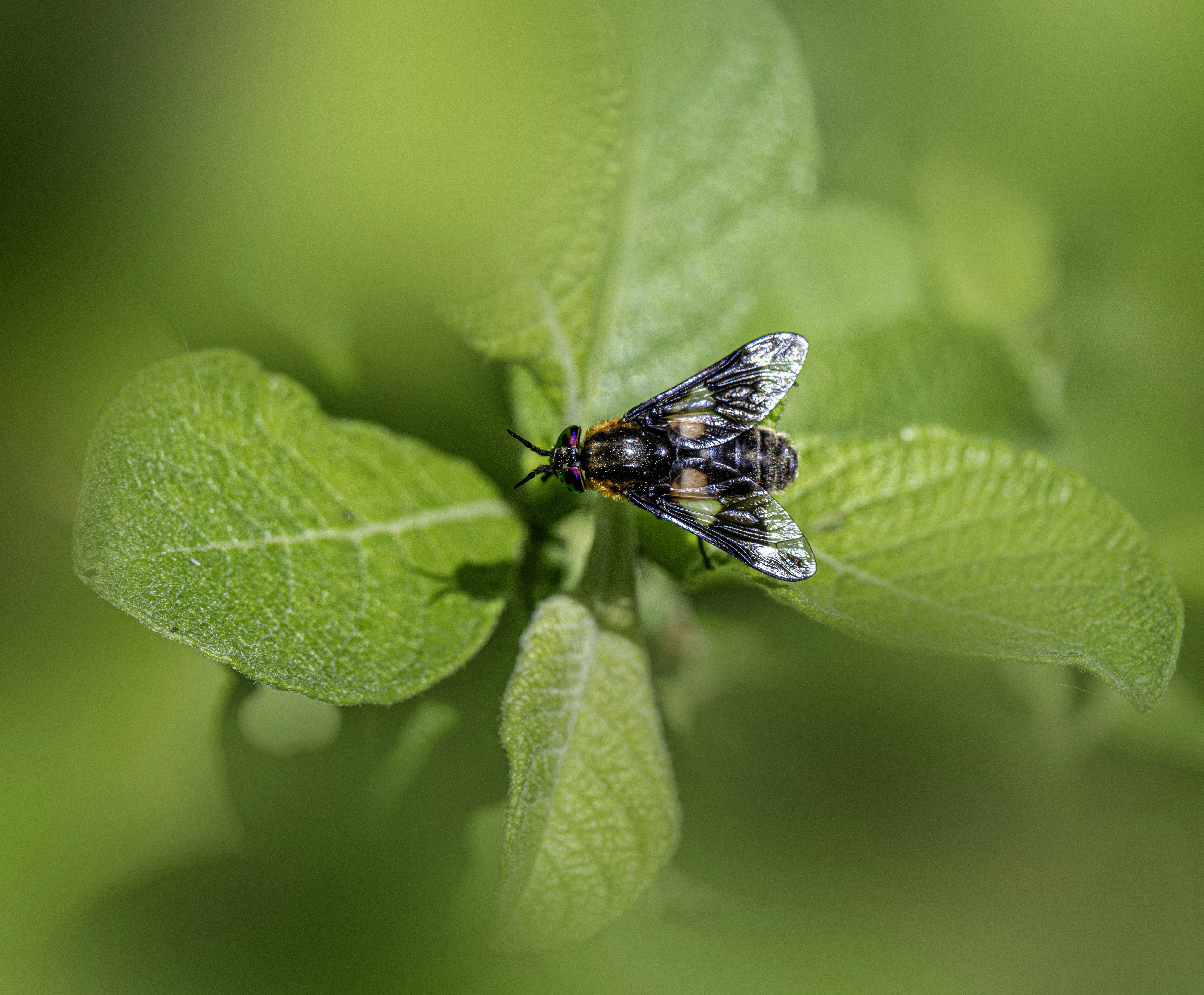 A fly rests on a green leaf