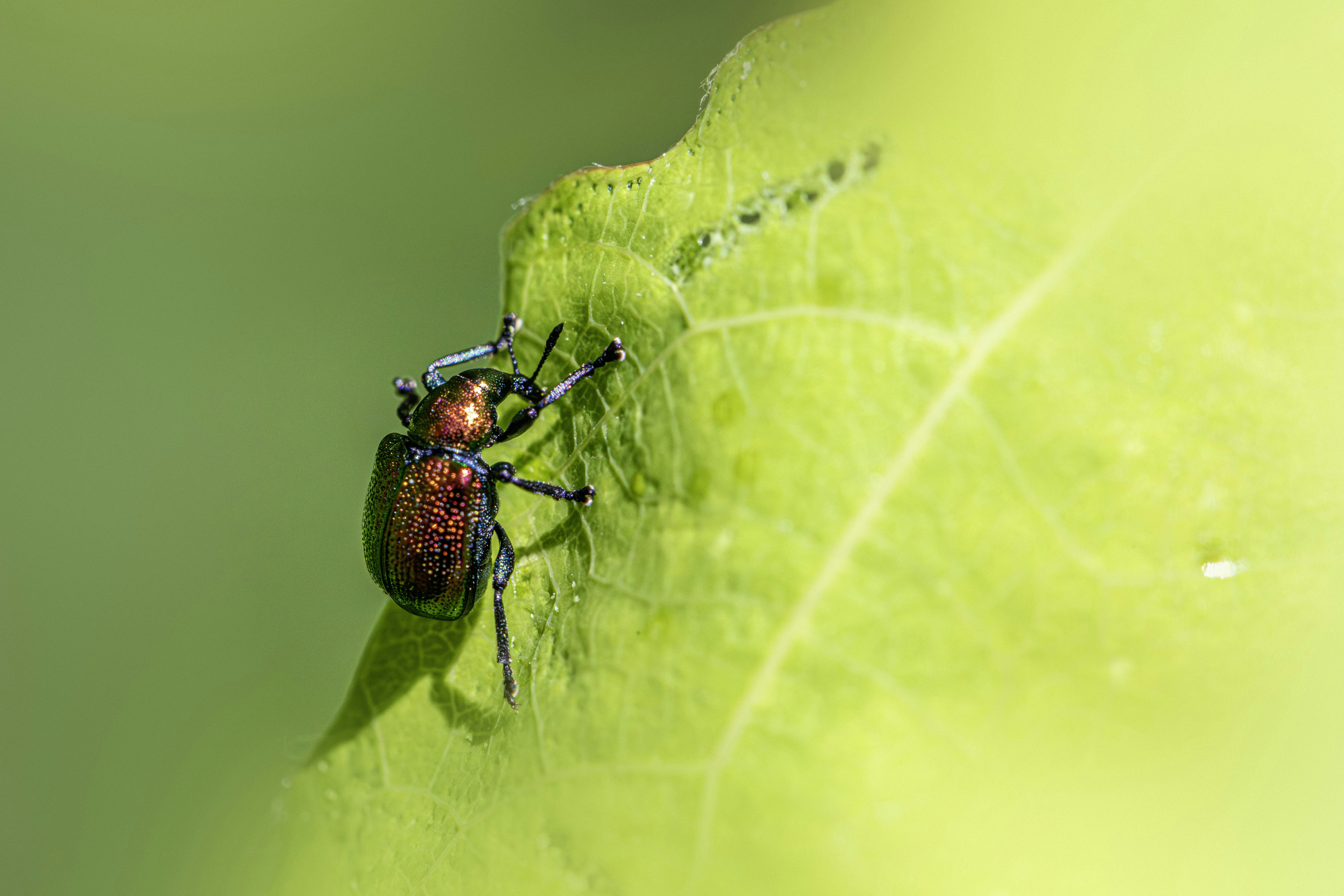 A metallic beetle clings to a green leaf.