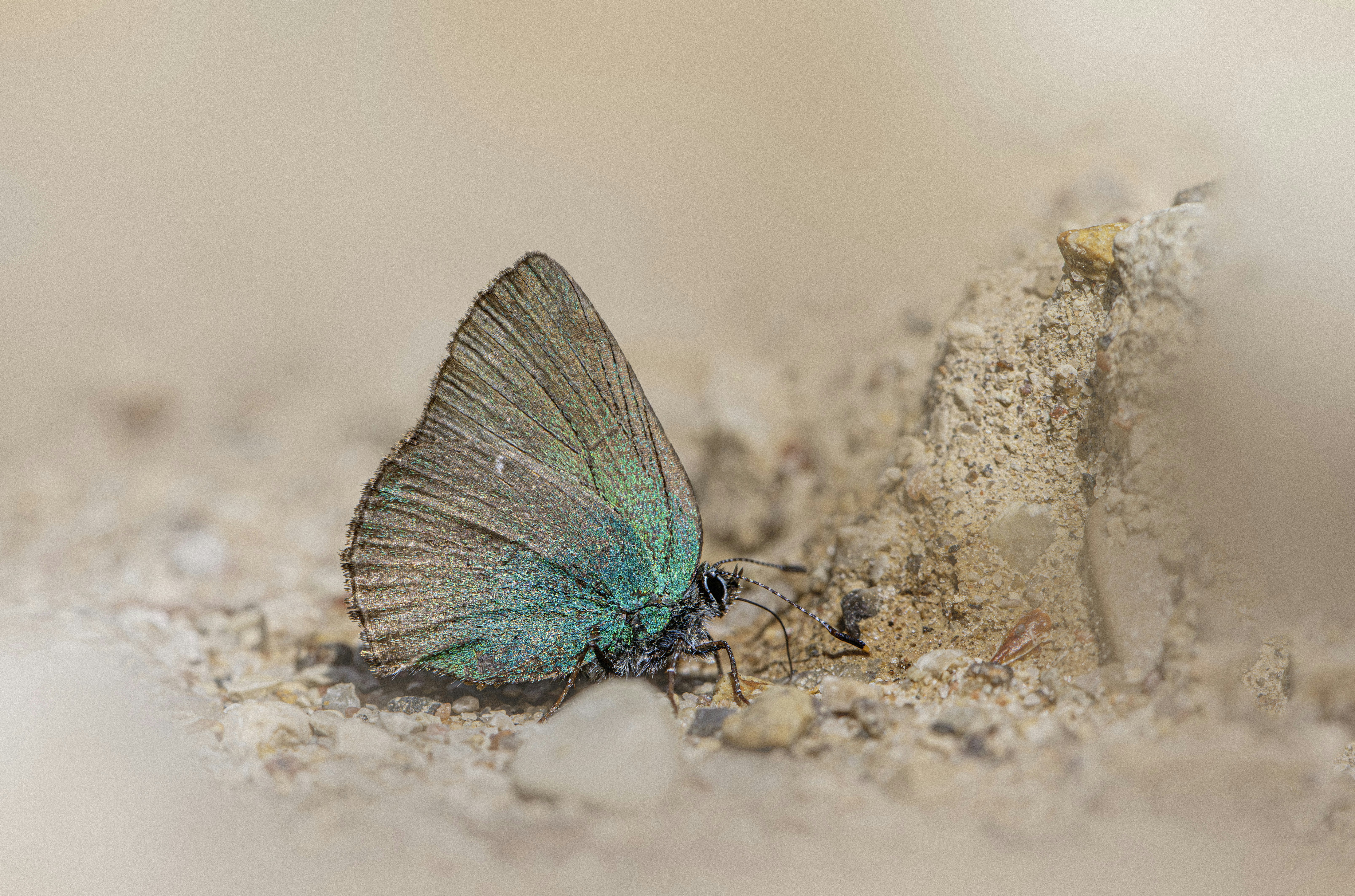 A small green butterfly rests on sandy ground