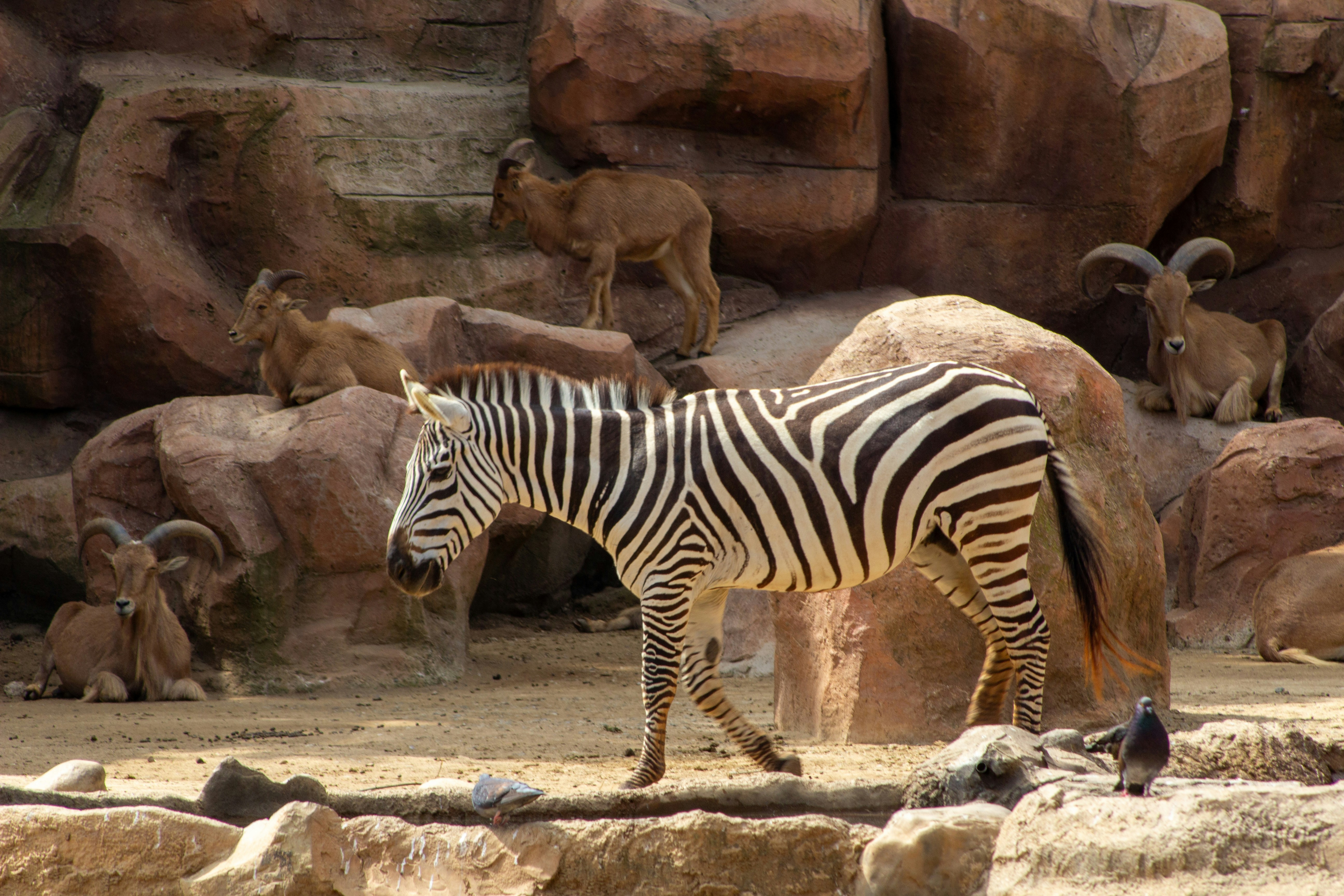 Zebra walks past goats in rocky enclosure.