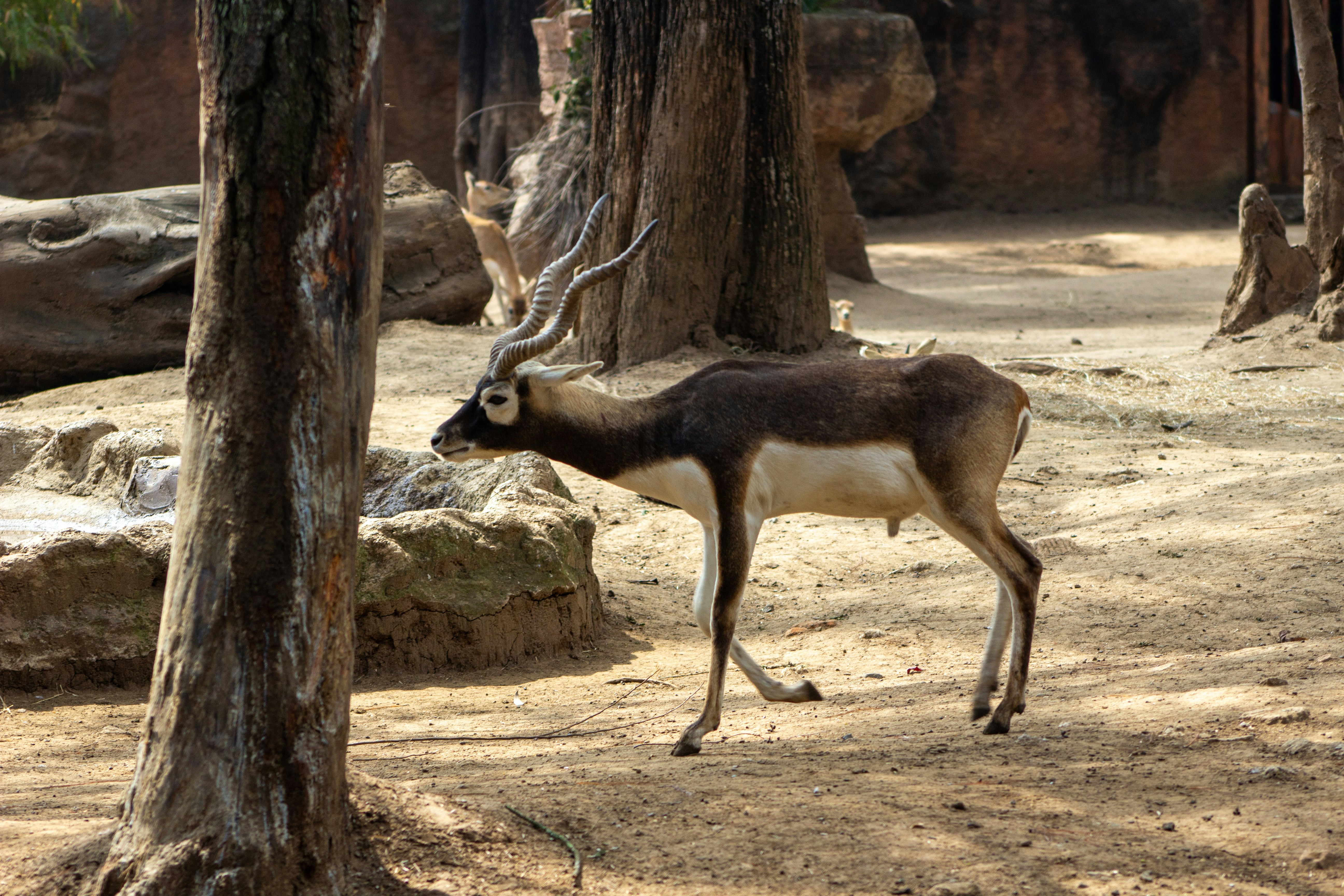 A blackbuck antelope walks in a sandy enclosure.