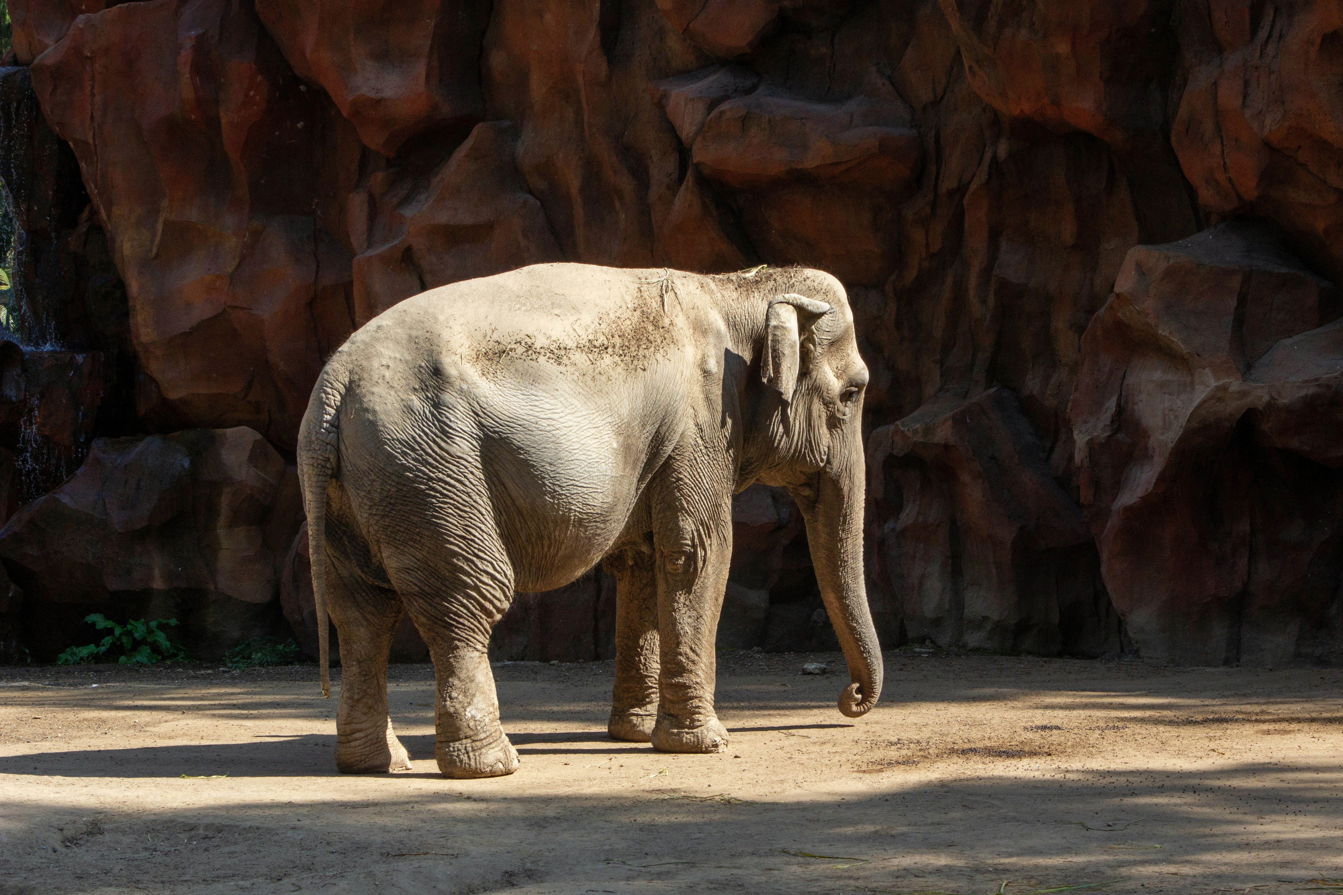 An elephant stands in a rocky enclosure