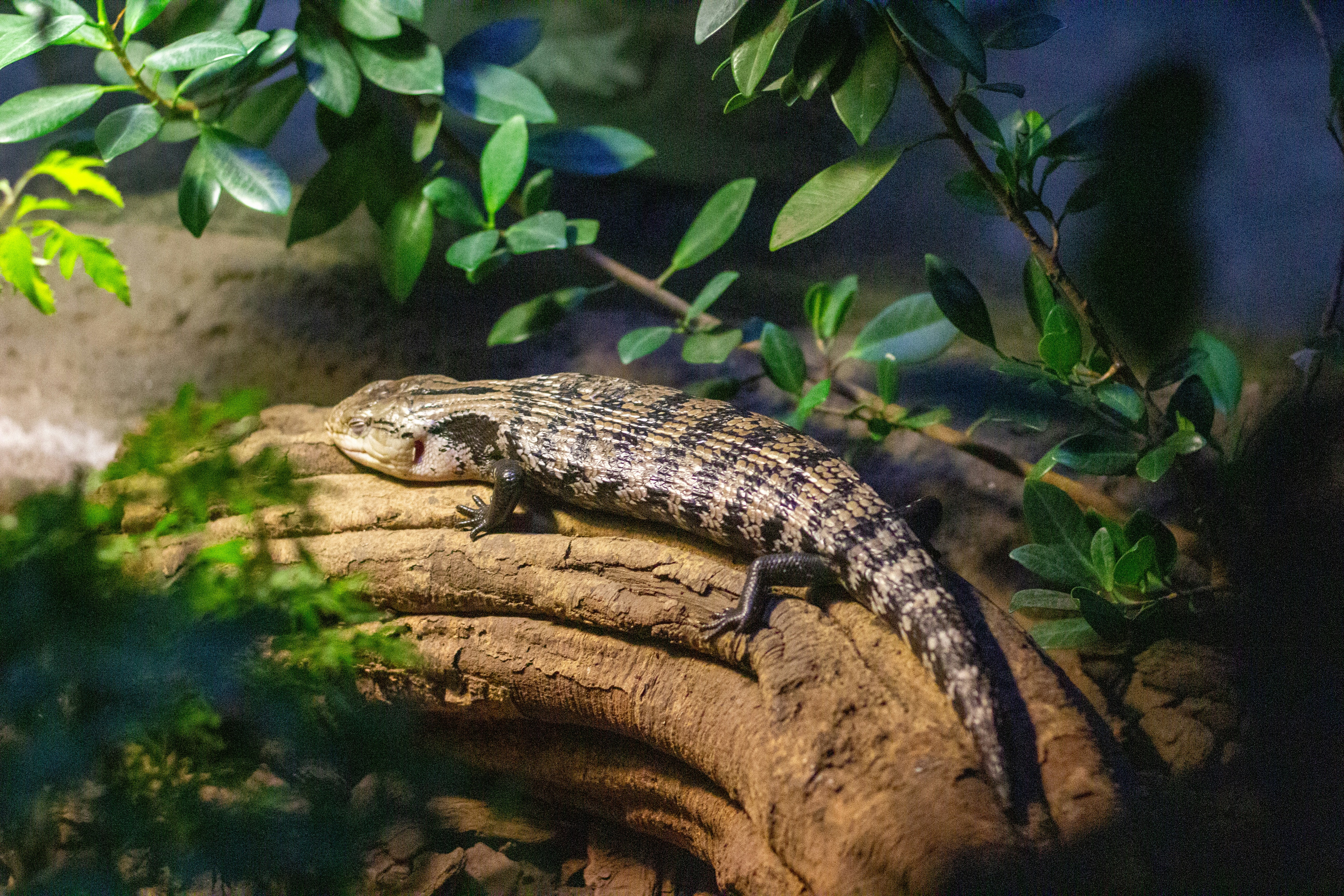 A blue-tongued lizard rests on a log.