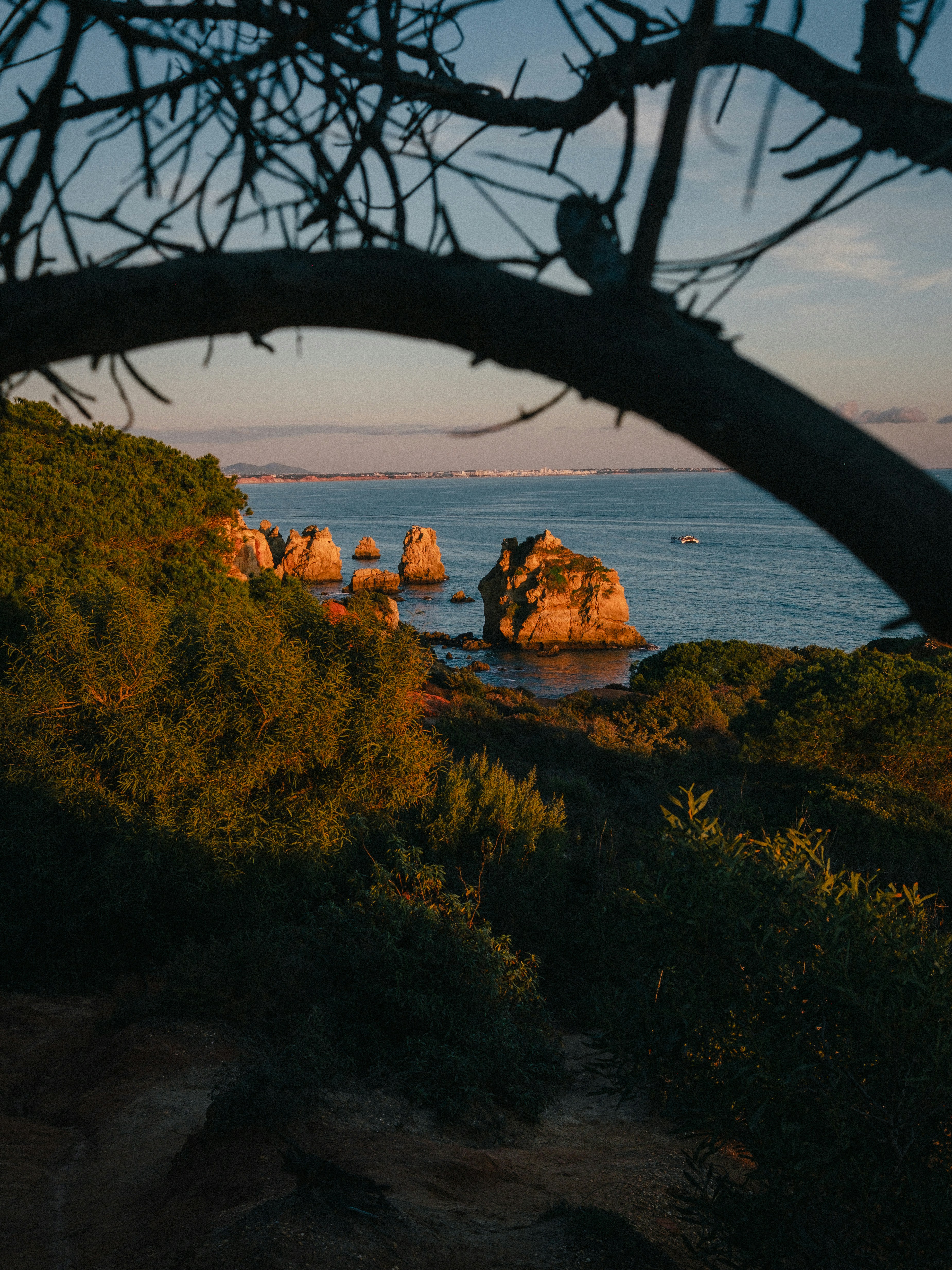 Rocky coastline with trees and ocean at sunset