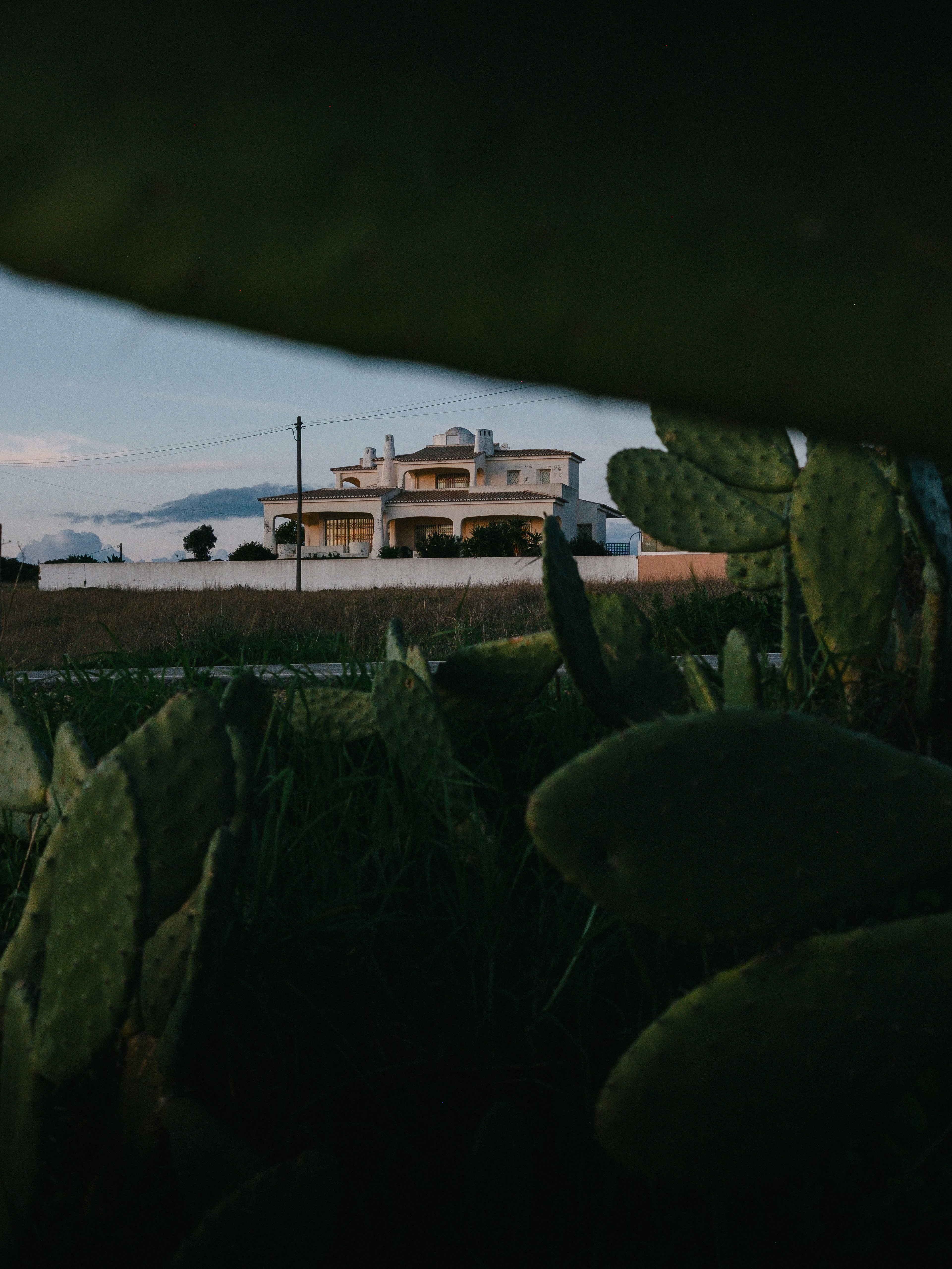 A large house seen through prickly pear cactus leaves.