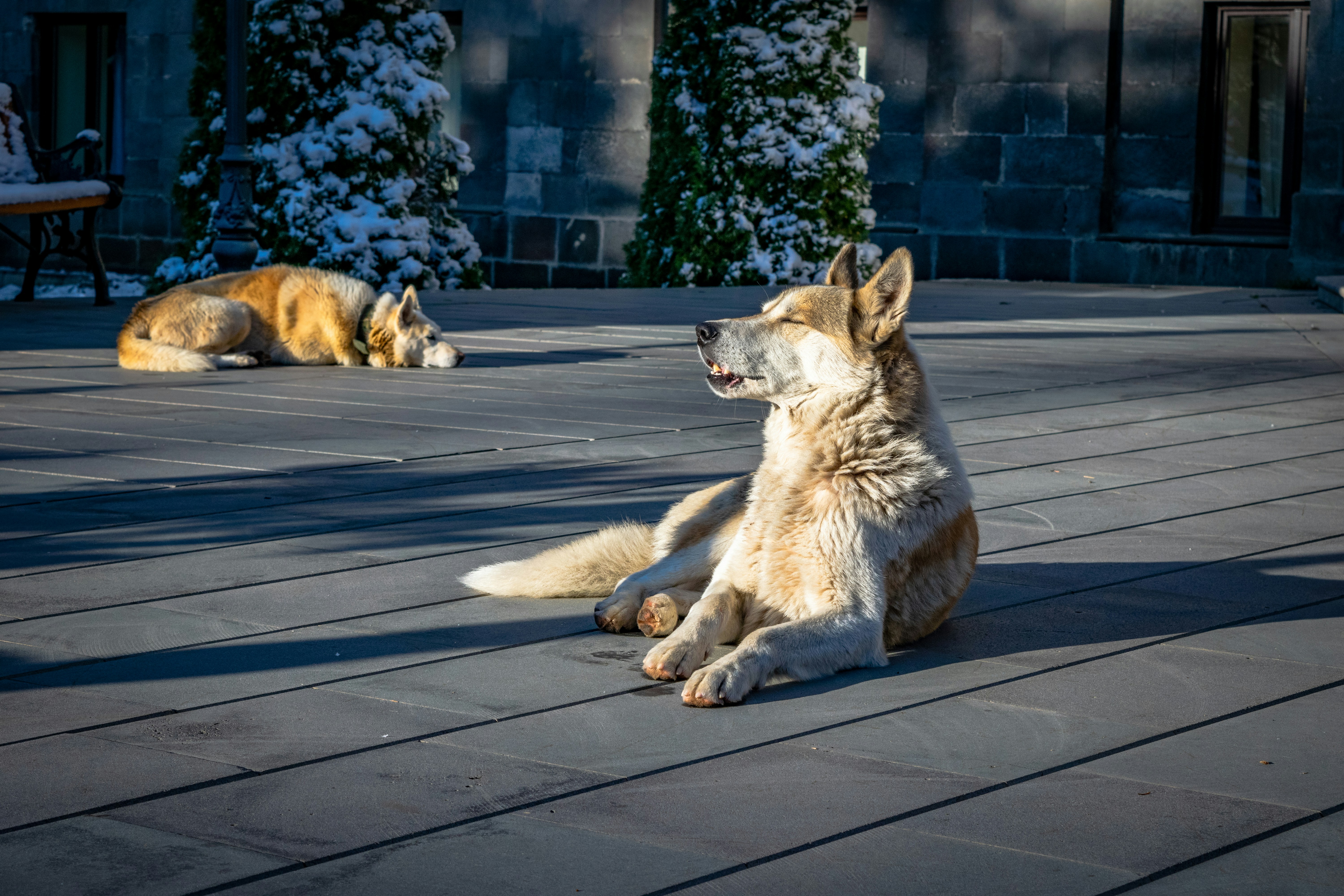 Two dogs resting on a sunny, snow-dusted patio.