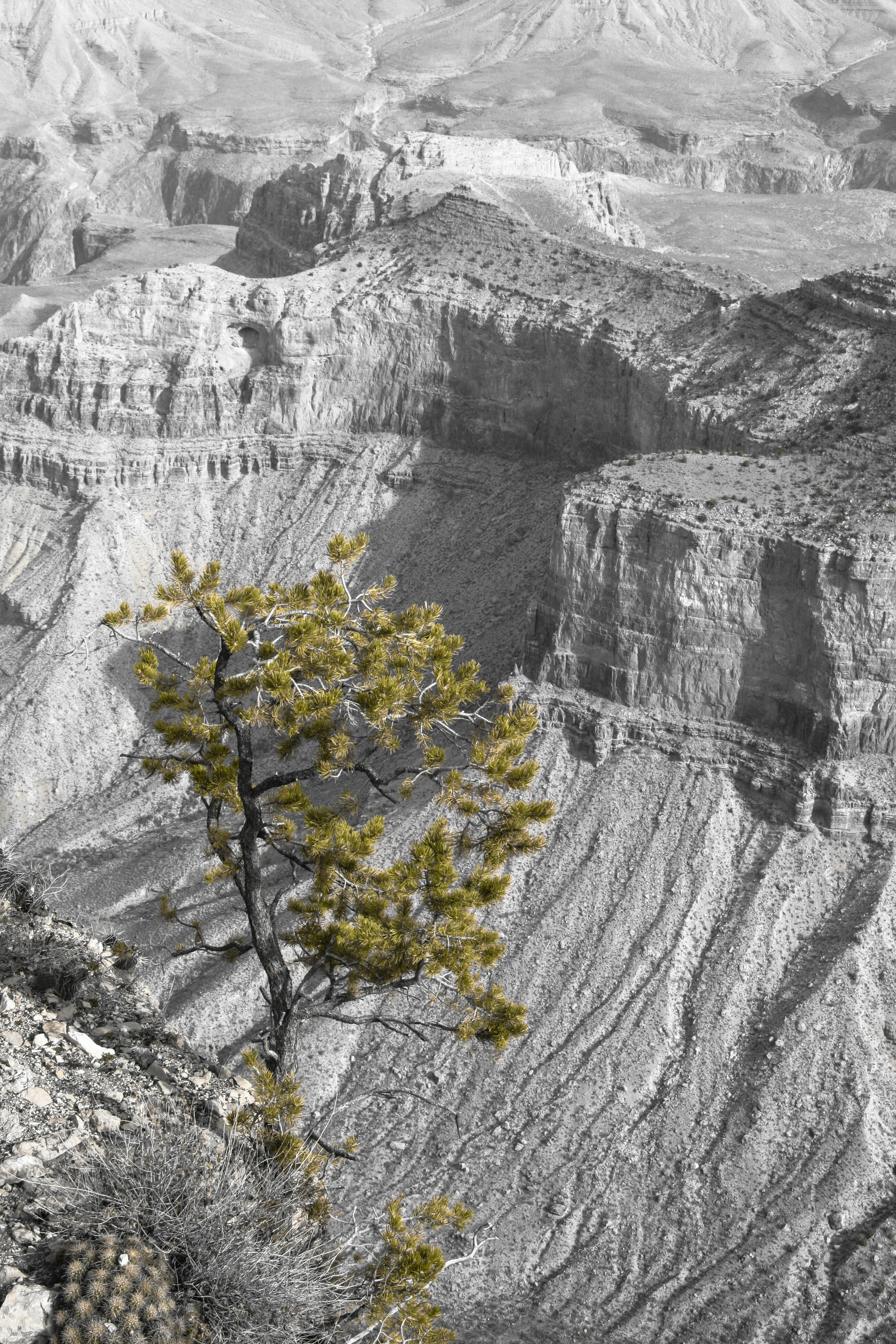 Solitary tree on cliff overlooking grand canyon