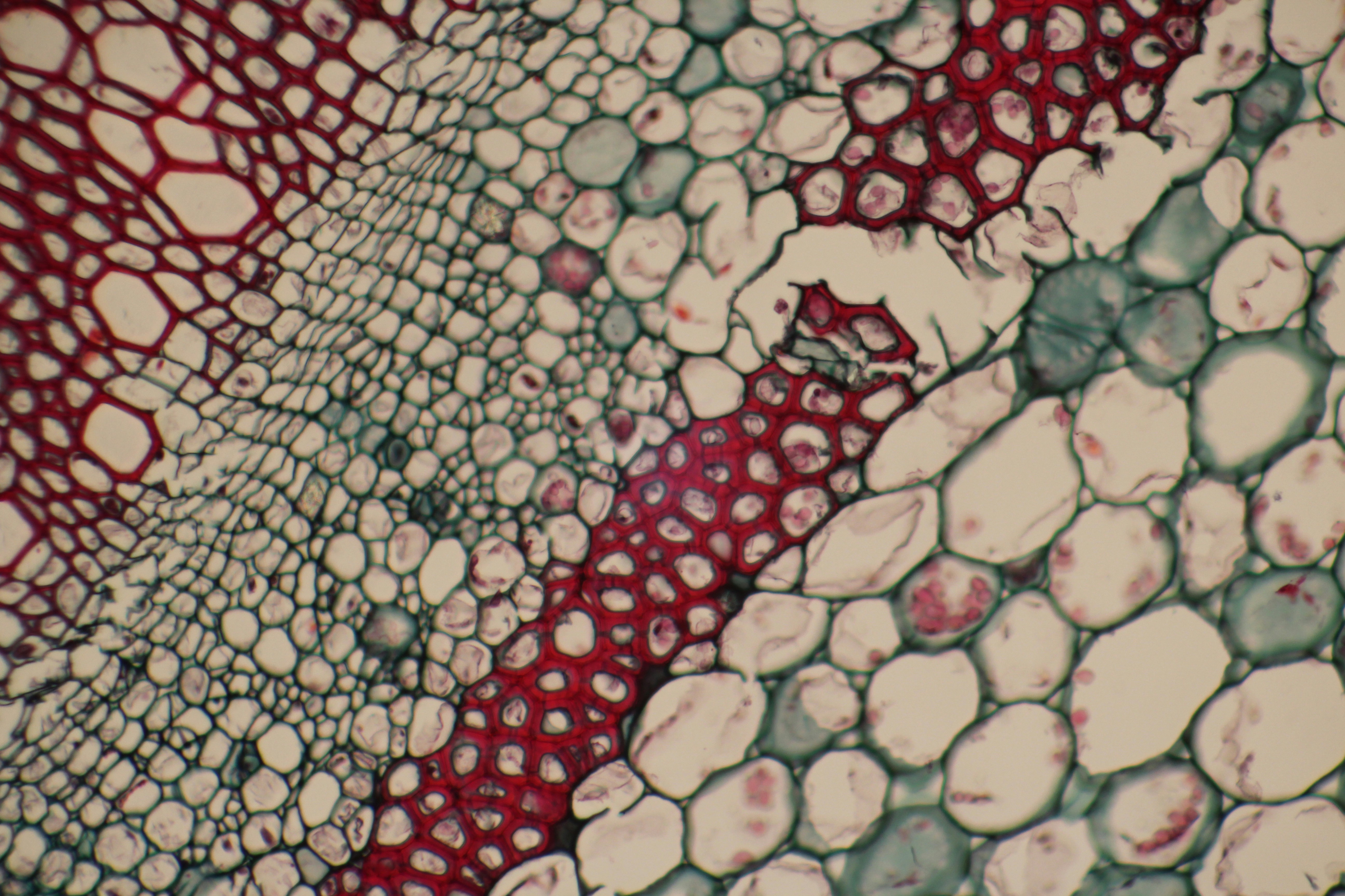Microscopic view of plant stem cross-section