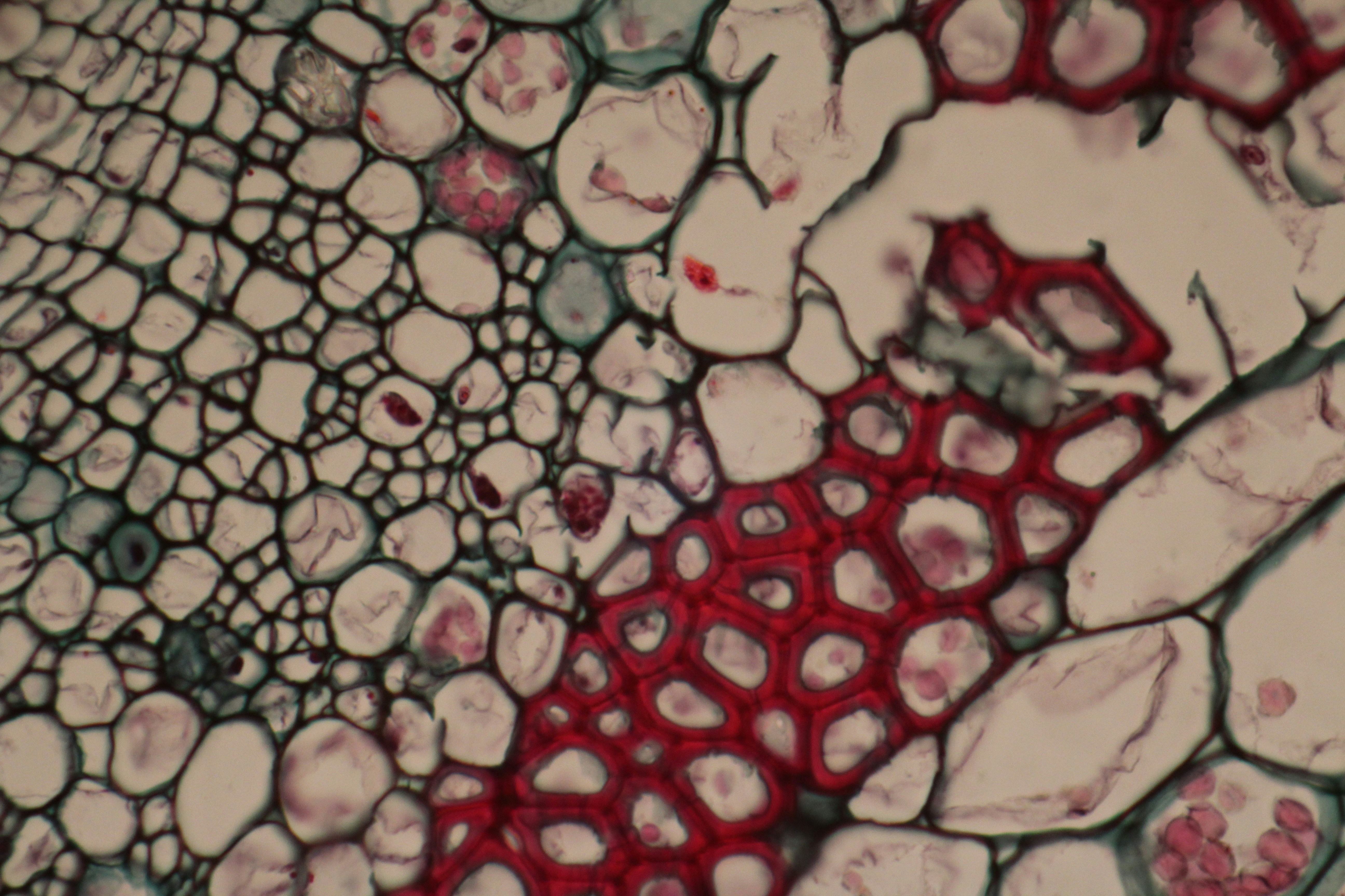 Microscopic view of plant cells and tissues