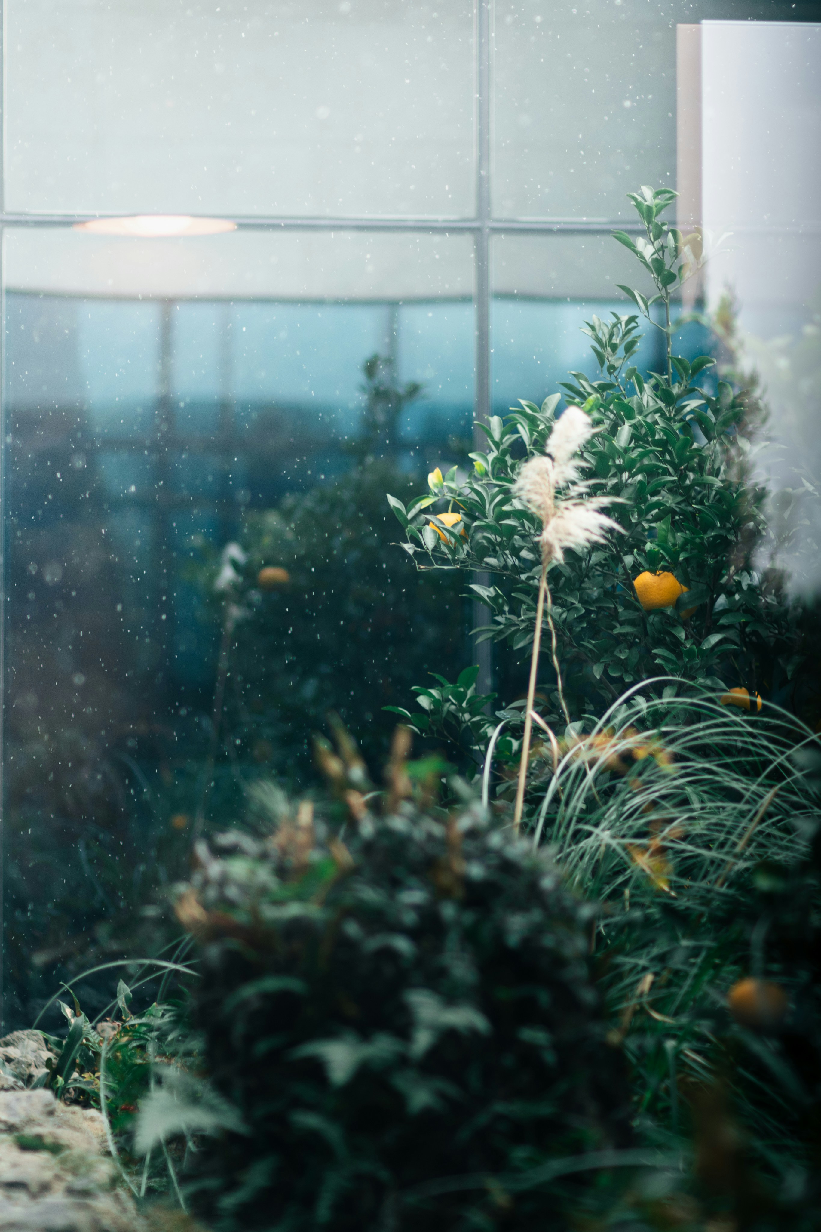 Giardino invernale con agrumi e erba di pampa.