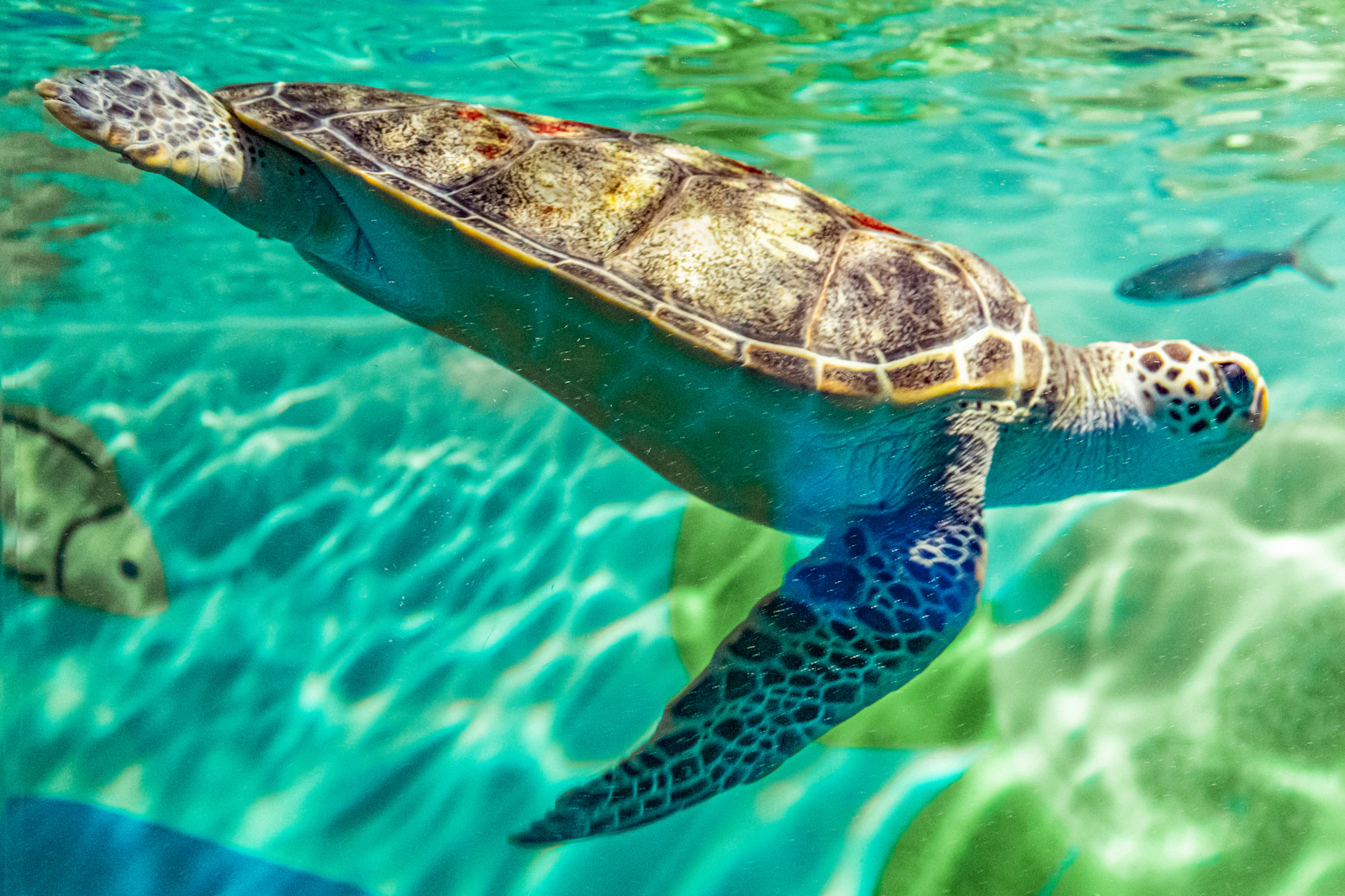 Tortuga marina nadando bajo el agua junto a pequeños peces
