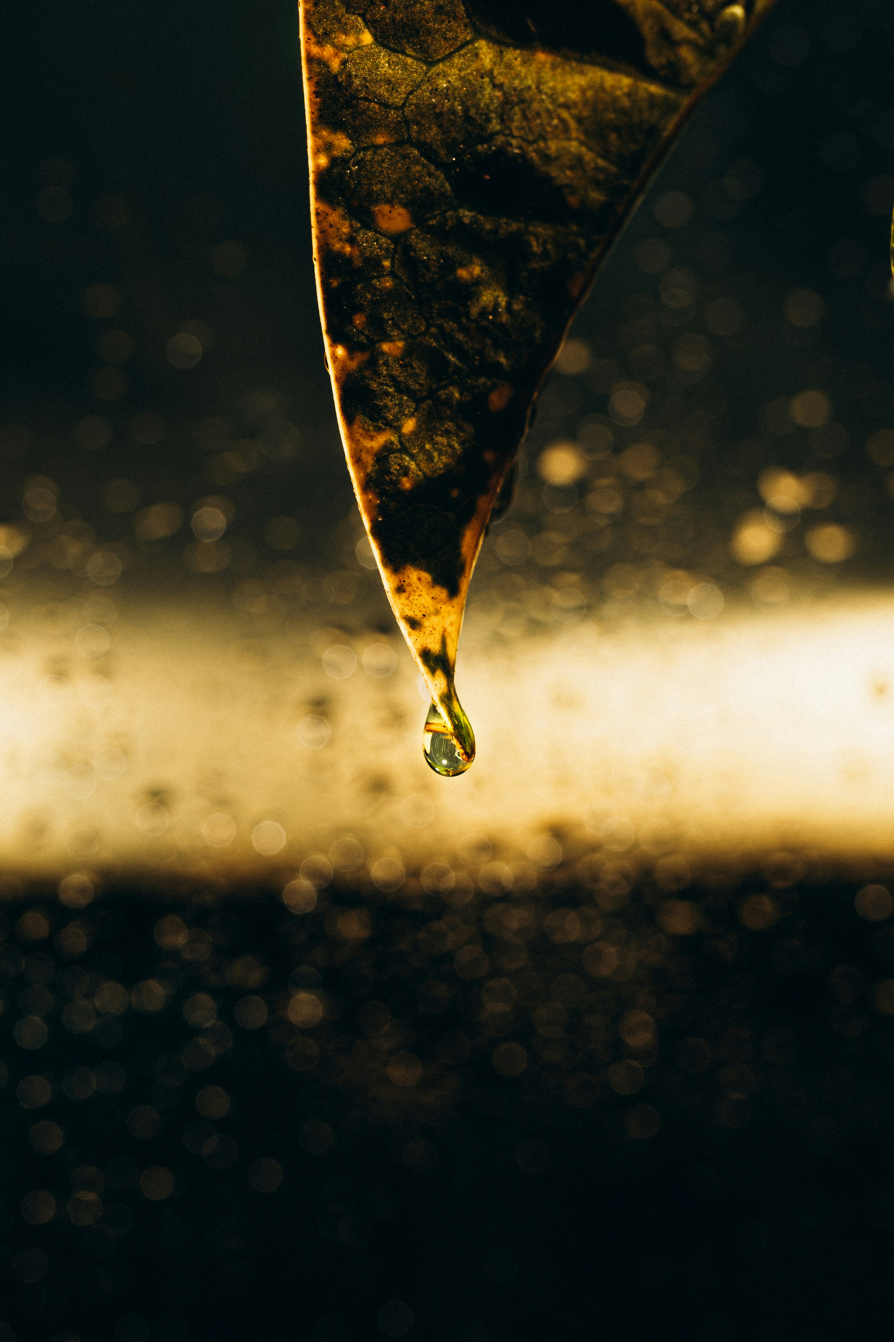 Photo by jonathanborba