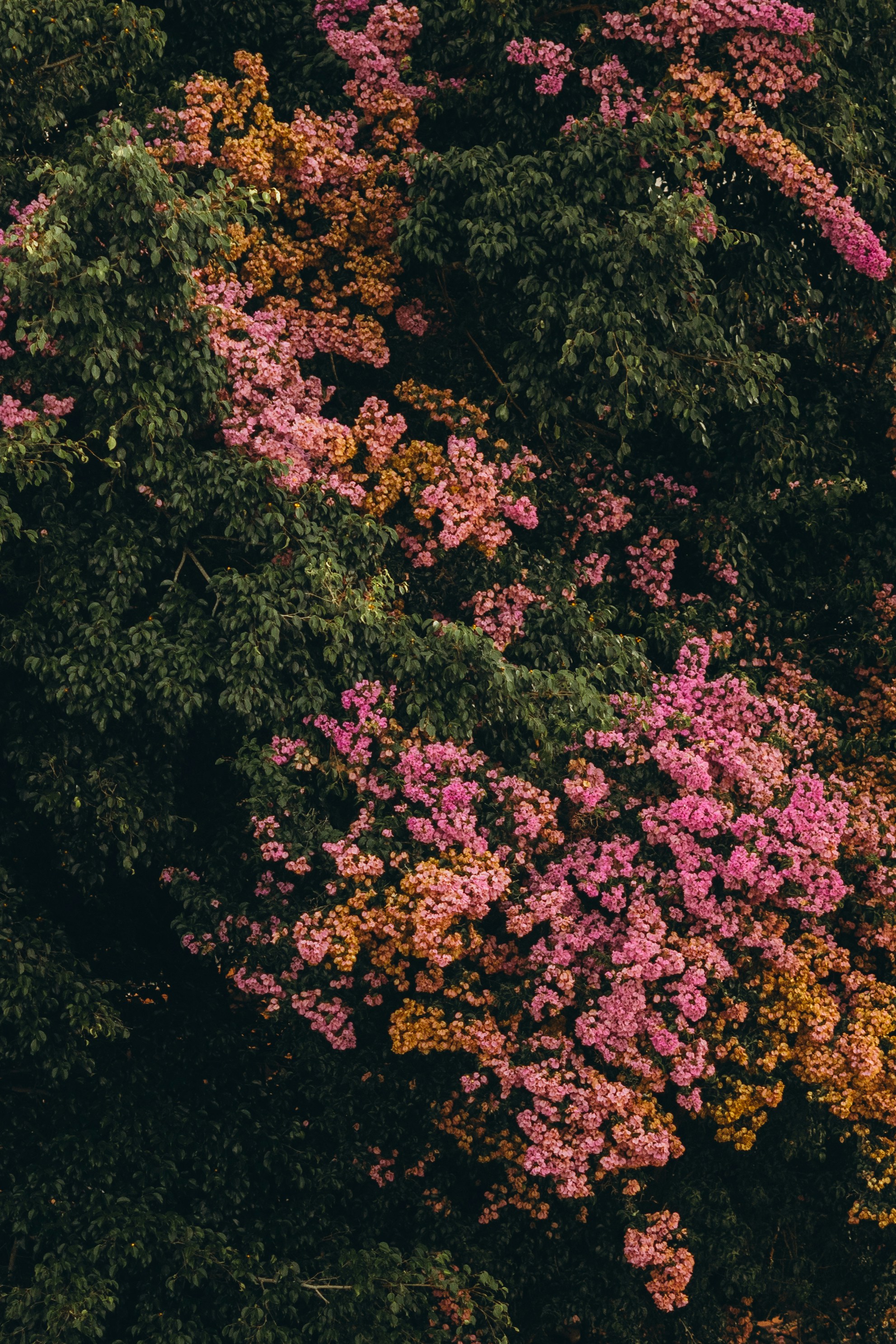 Photo by jonathanborba