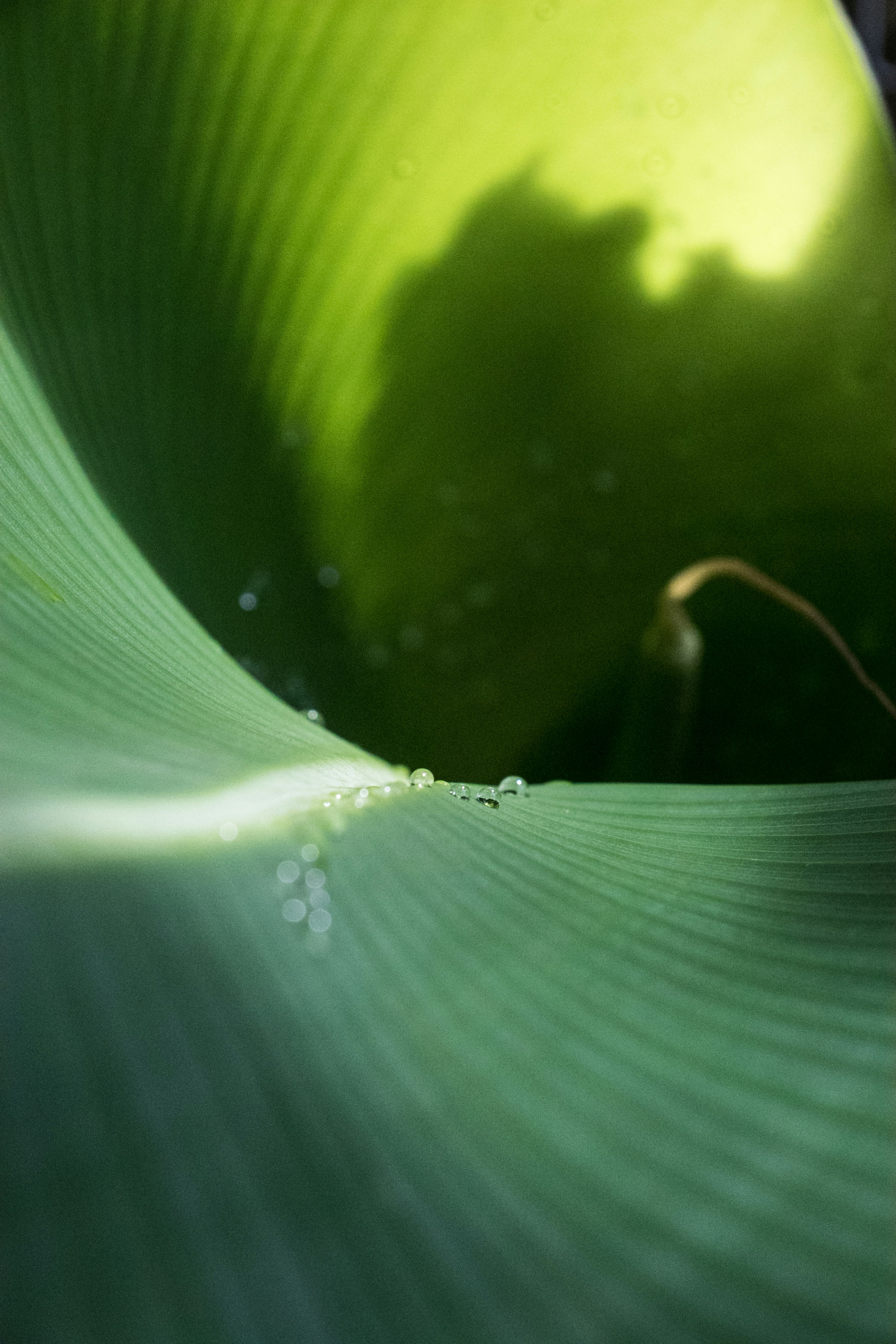 Live Course Drops in 2026: Integrating Merch, Edge AI, and Community Pricing Signals