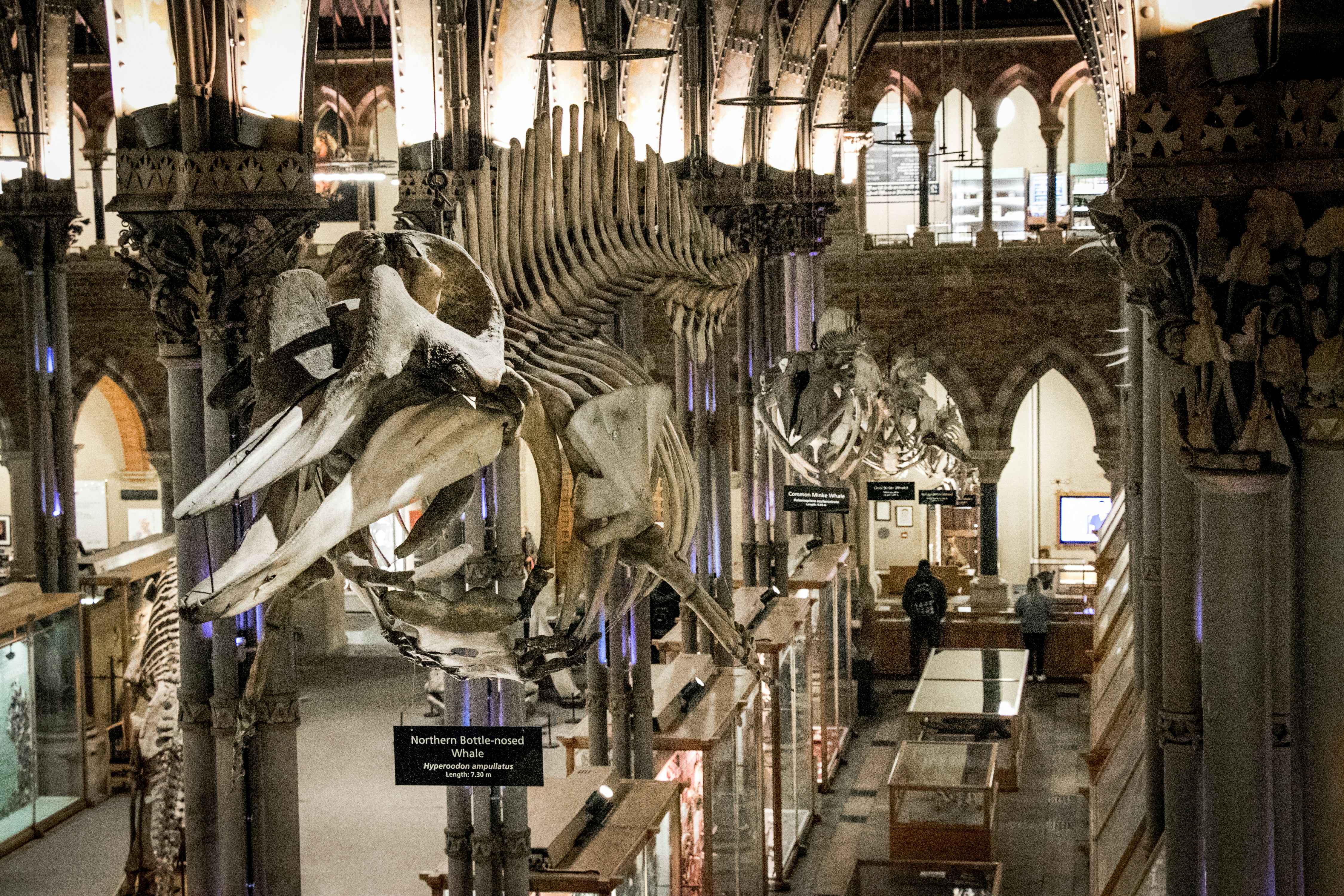 Muséum d'histoire naturelle : le patrimoine qui s'effrite