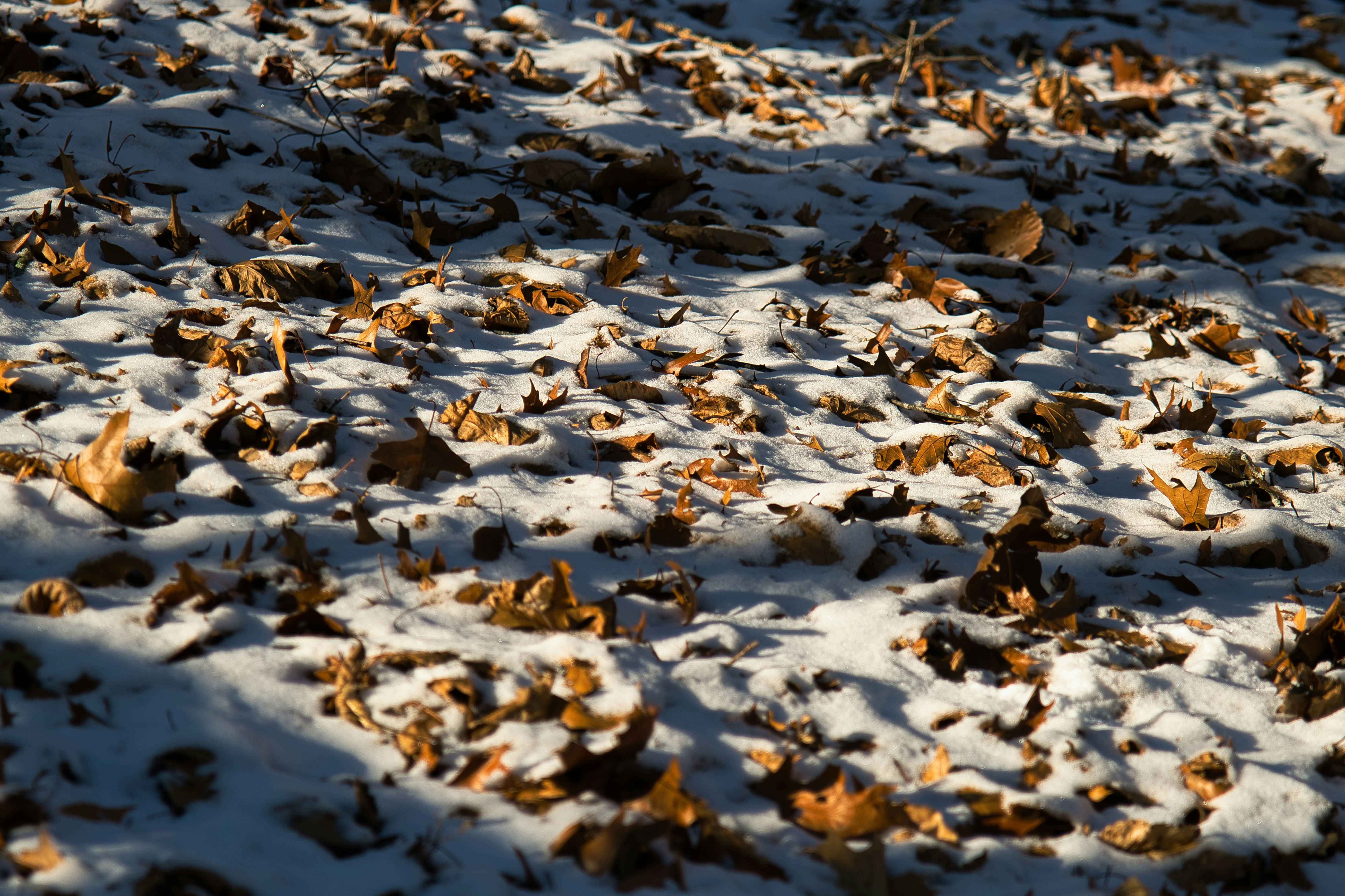 Dry leaves covered in a light dusting of snow.