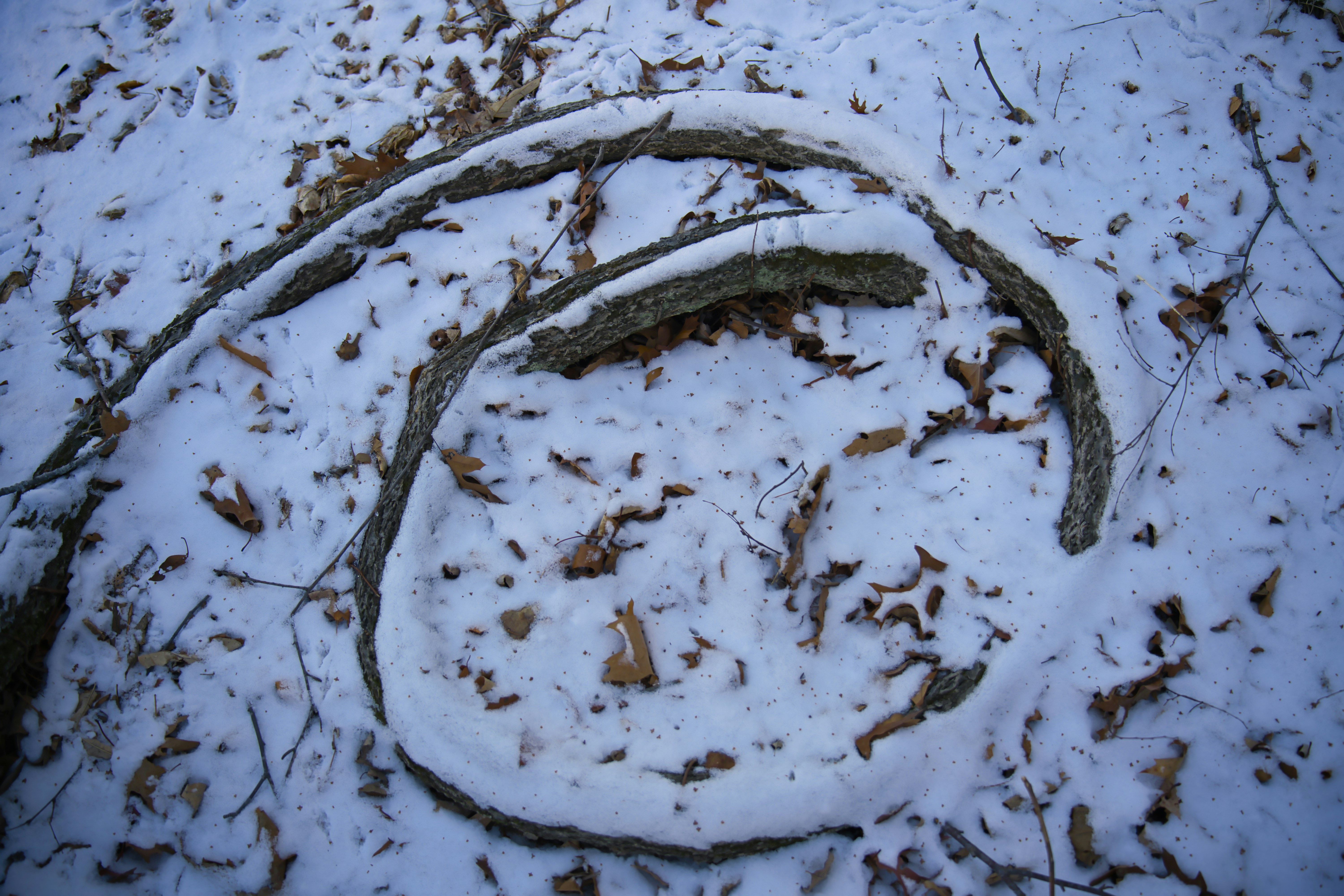 Curved branch covered in snow on forest floor