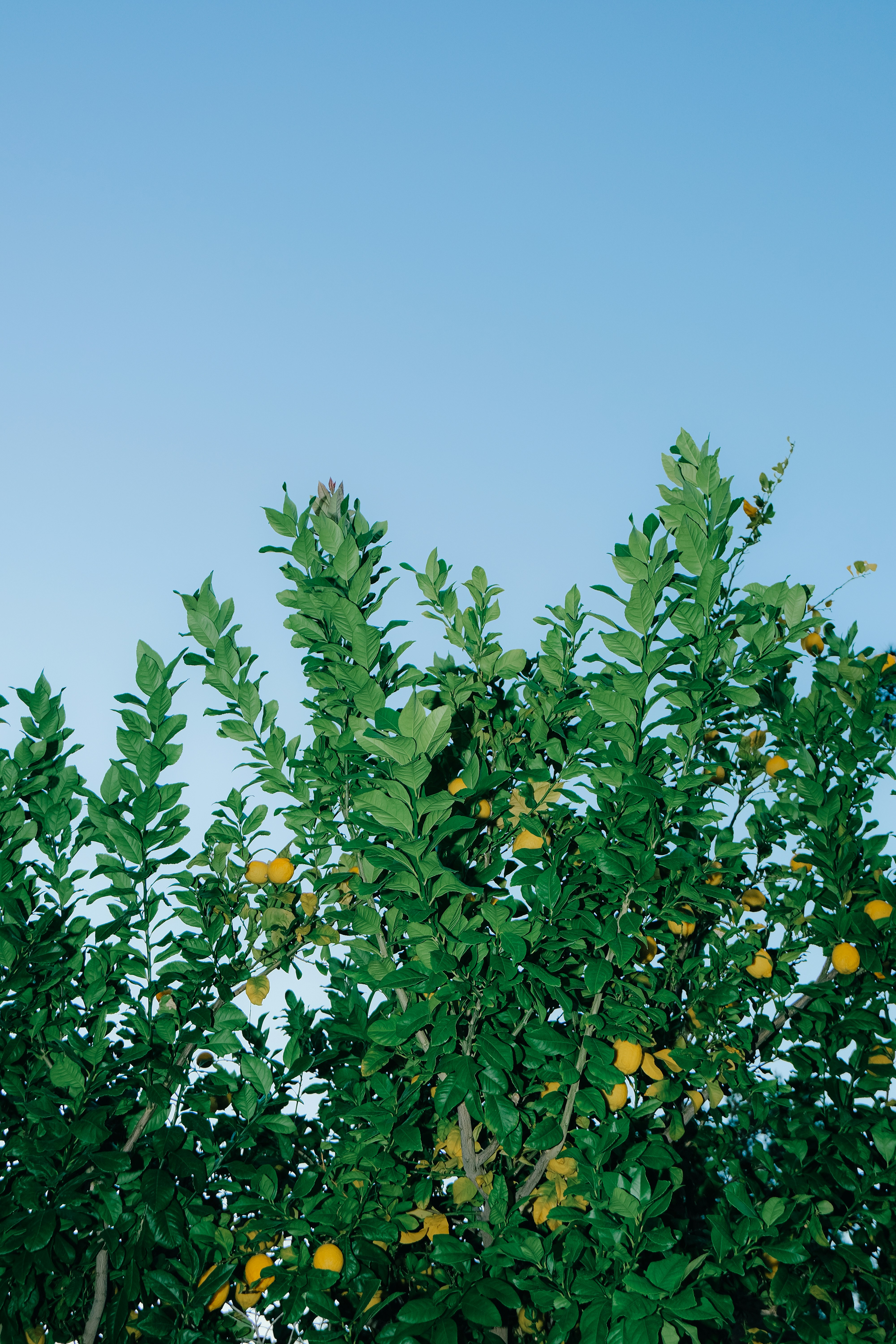 Lemon tree with yellow fruits against clear blue sky