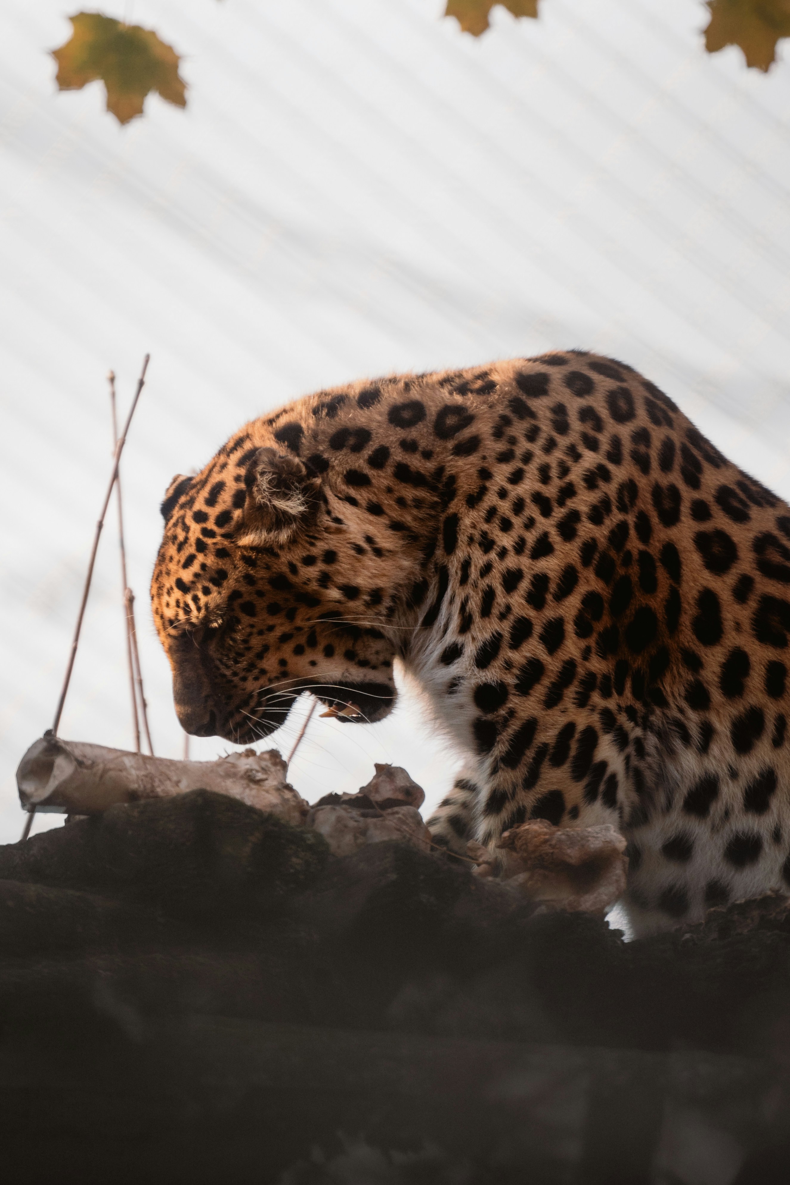Un leopardo con pelliccia maculata si accovaccia su un tronco.